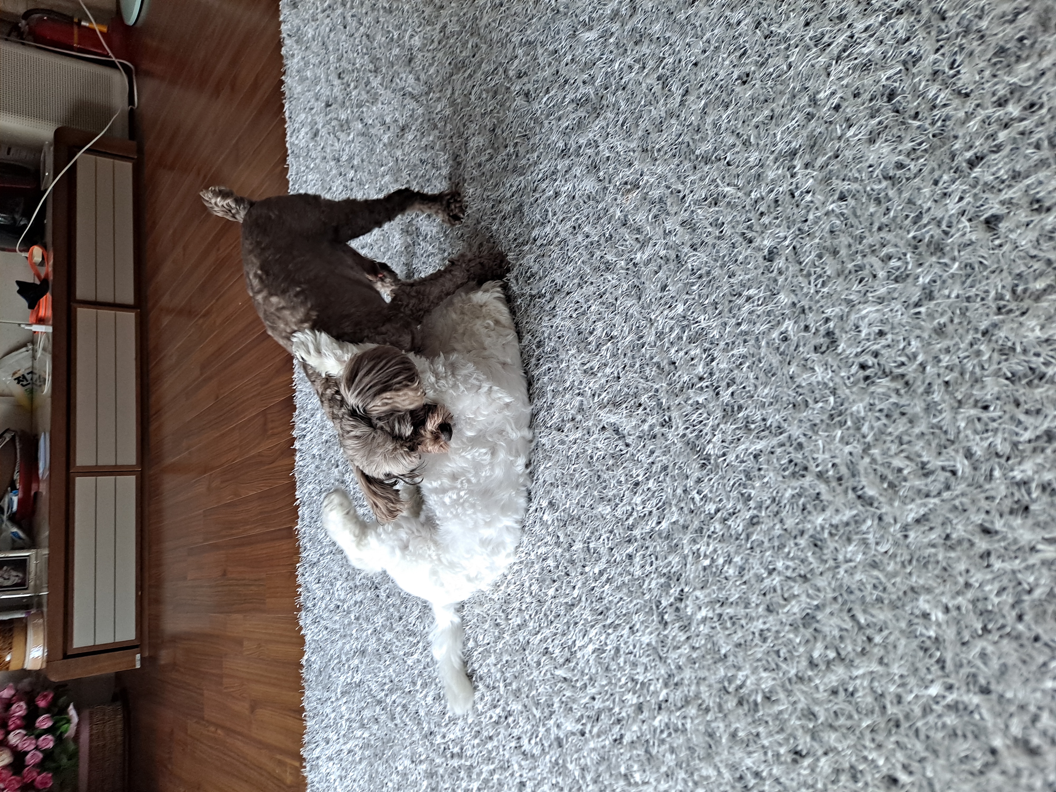 달래(시흥번식장 치멍24)잘 살고있어요