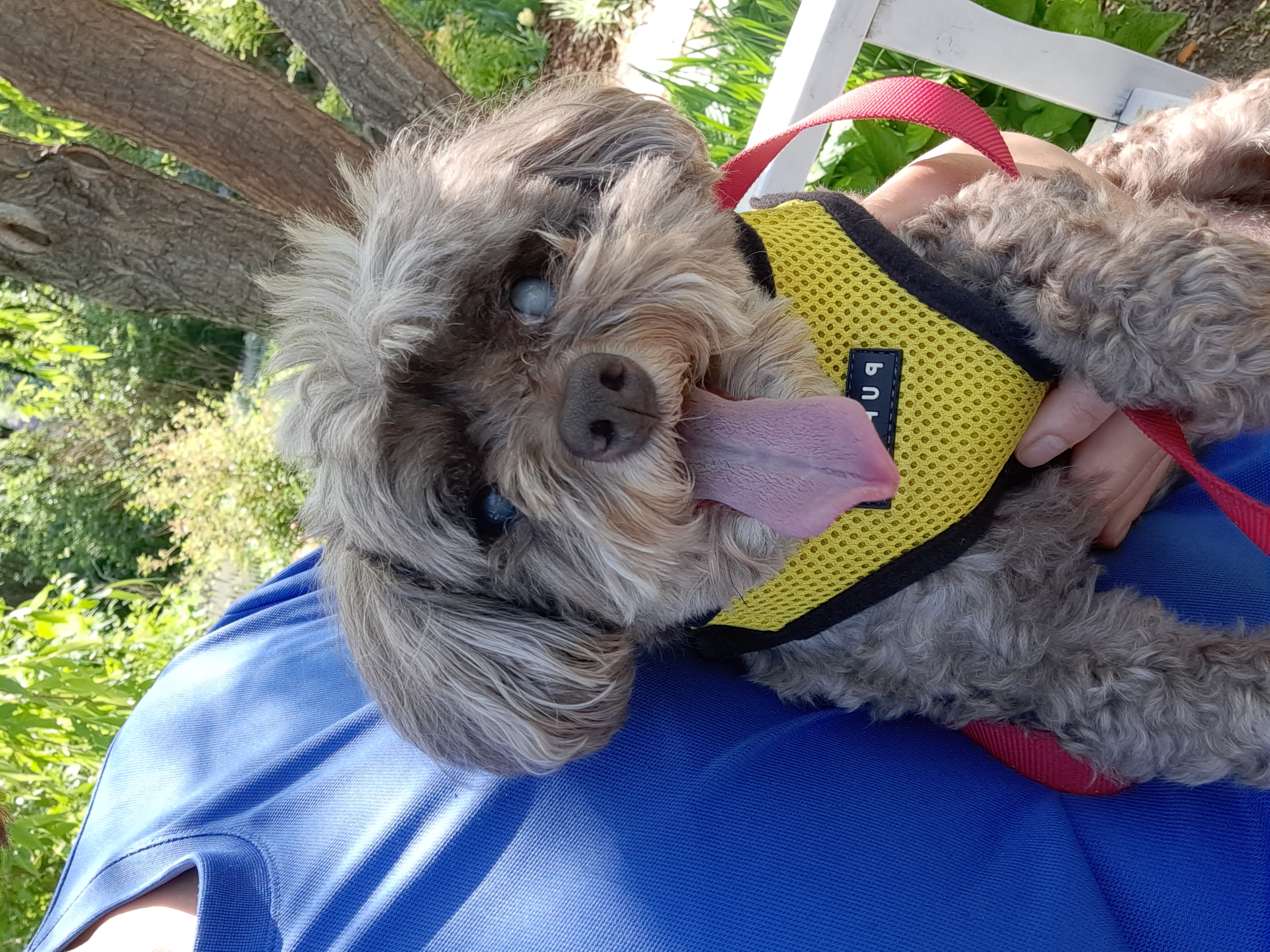 달래(시흥번식장 치멍24)잘 살고있어요