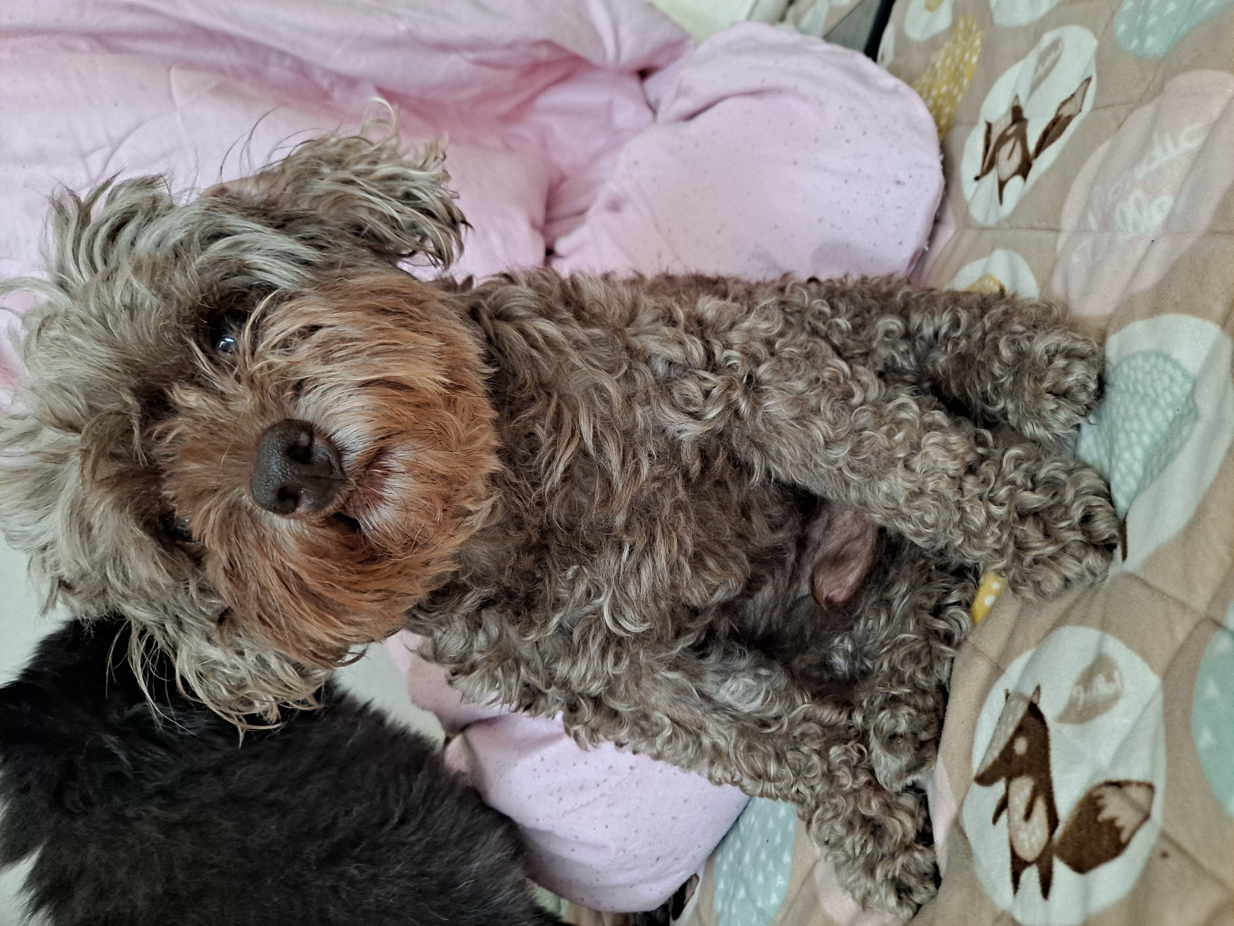 달래(시흥번식장 치멍24)잘 살고있어요