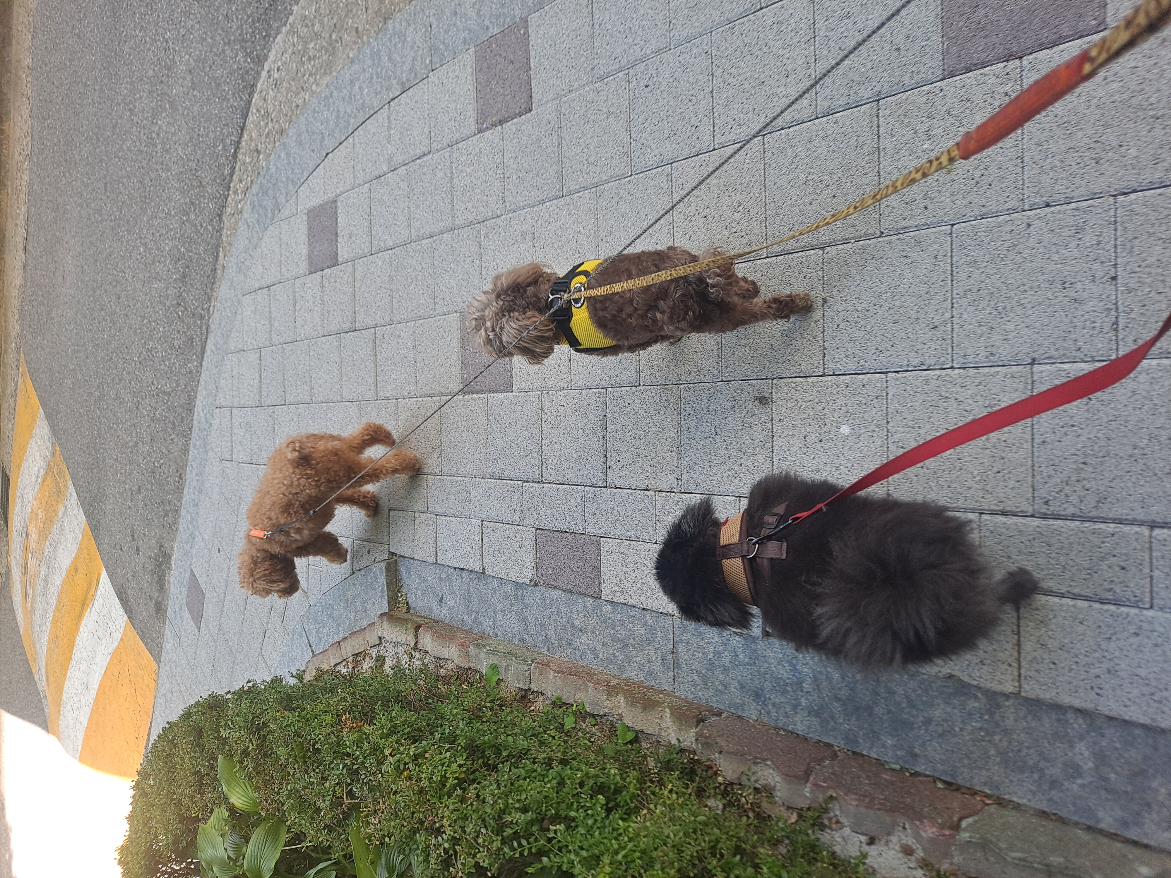 달래(시흥번식장 치멍24)잘 살고있어요