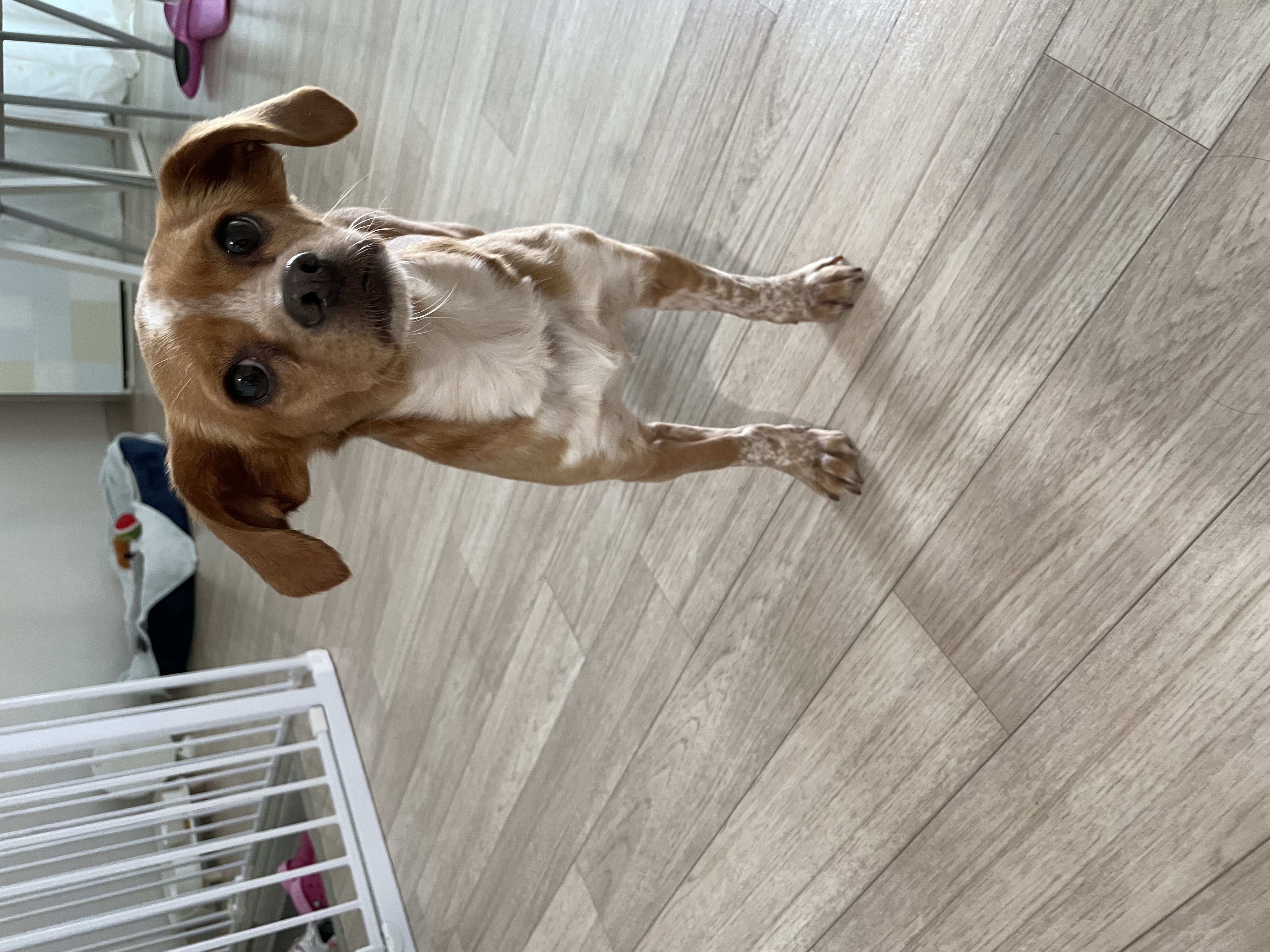 밤이(삐삐)가 가족이 된지 55일이 되었어요