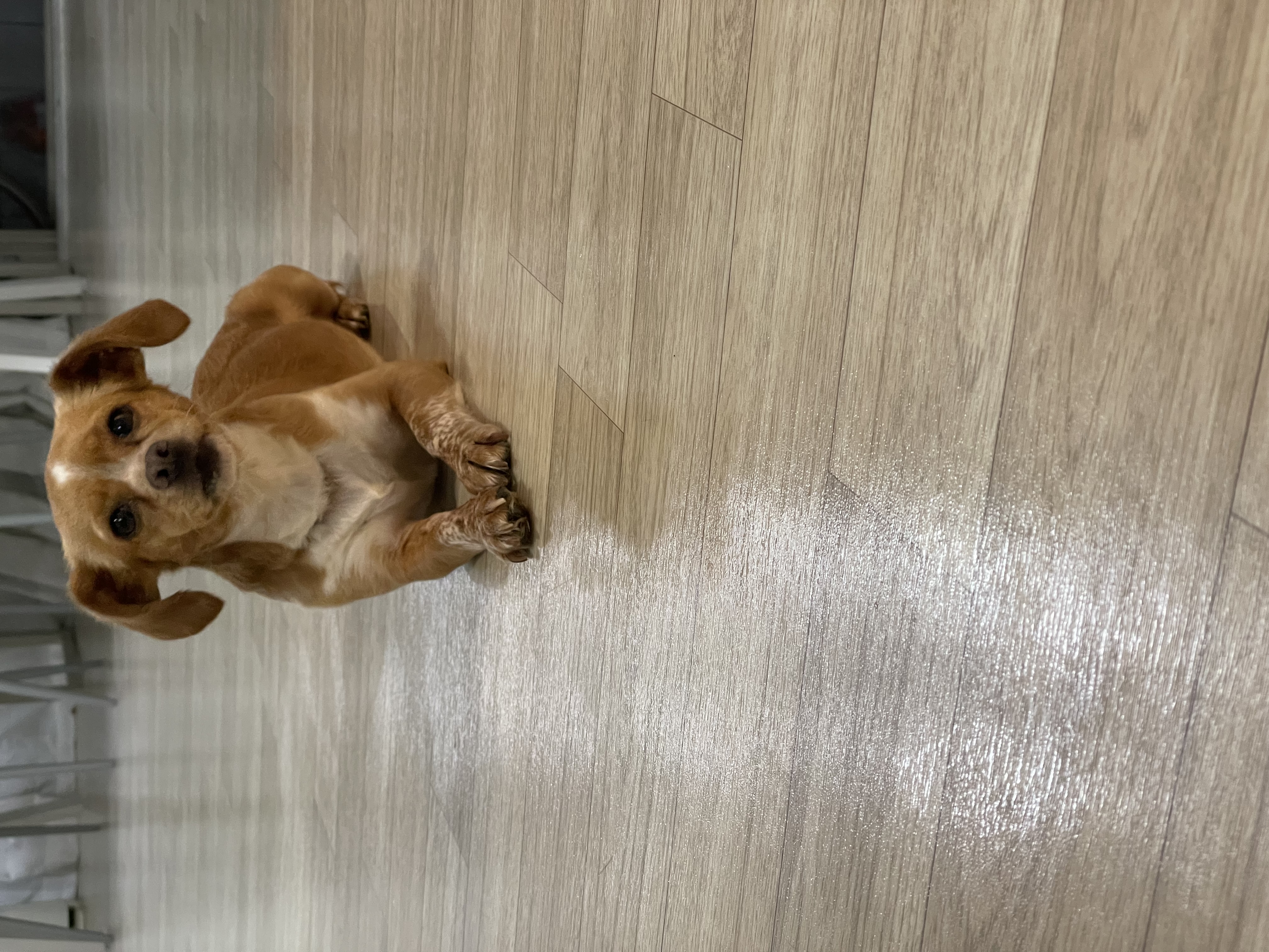 밤이(삐삐)가 가족이 된지 55일이 되었어요