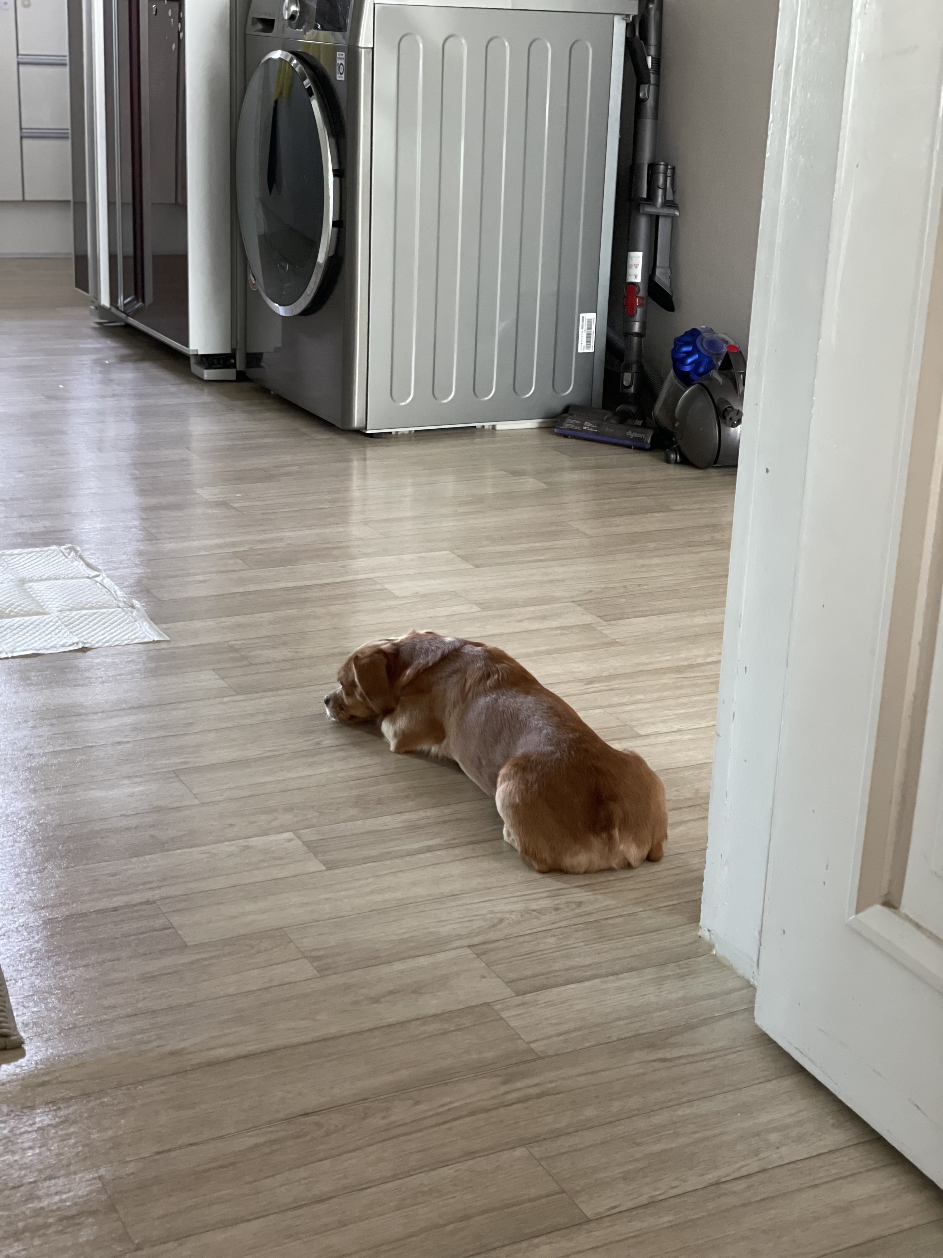 밤이(삐삐)가 가족이 된지 55일이 되었어요