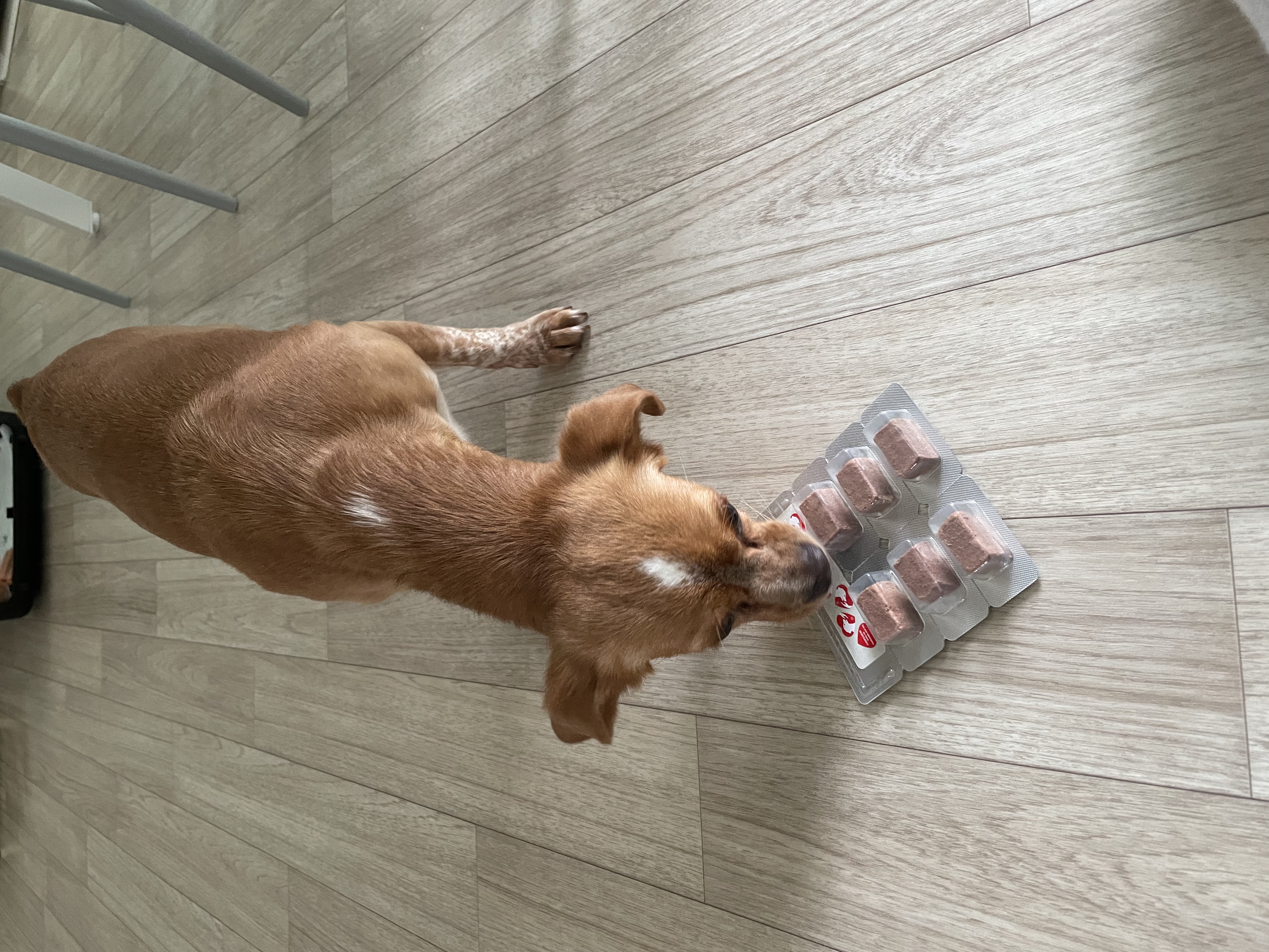 밤이(삐삐)가 가족이 된지 55일이 되었어요