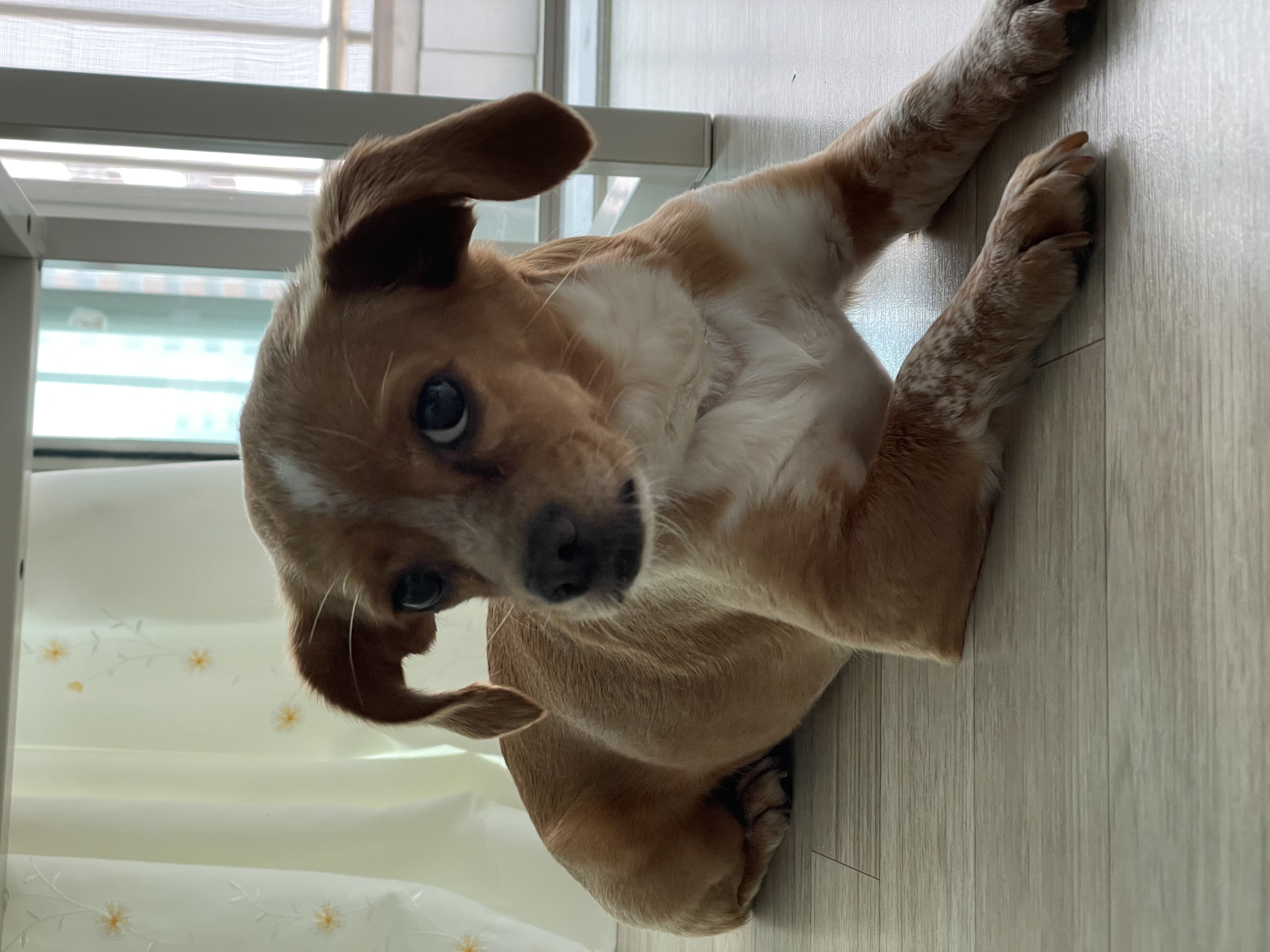 밤이(삐삐)가 가족이 된지 55일이 되었어요