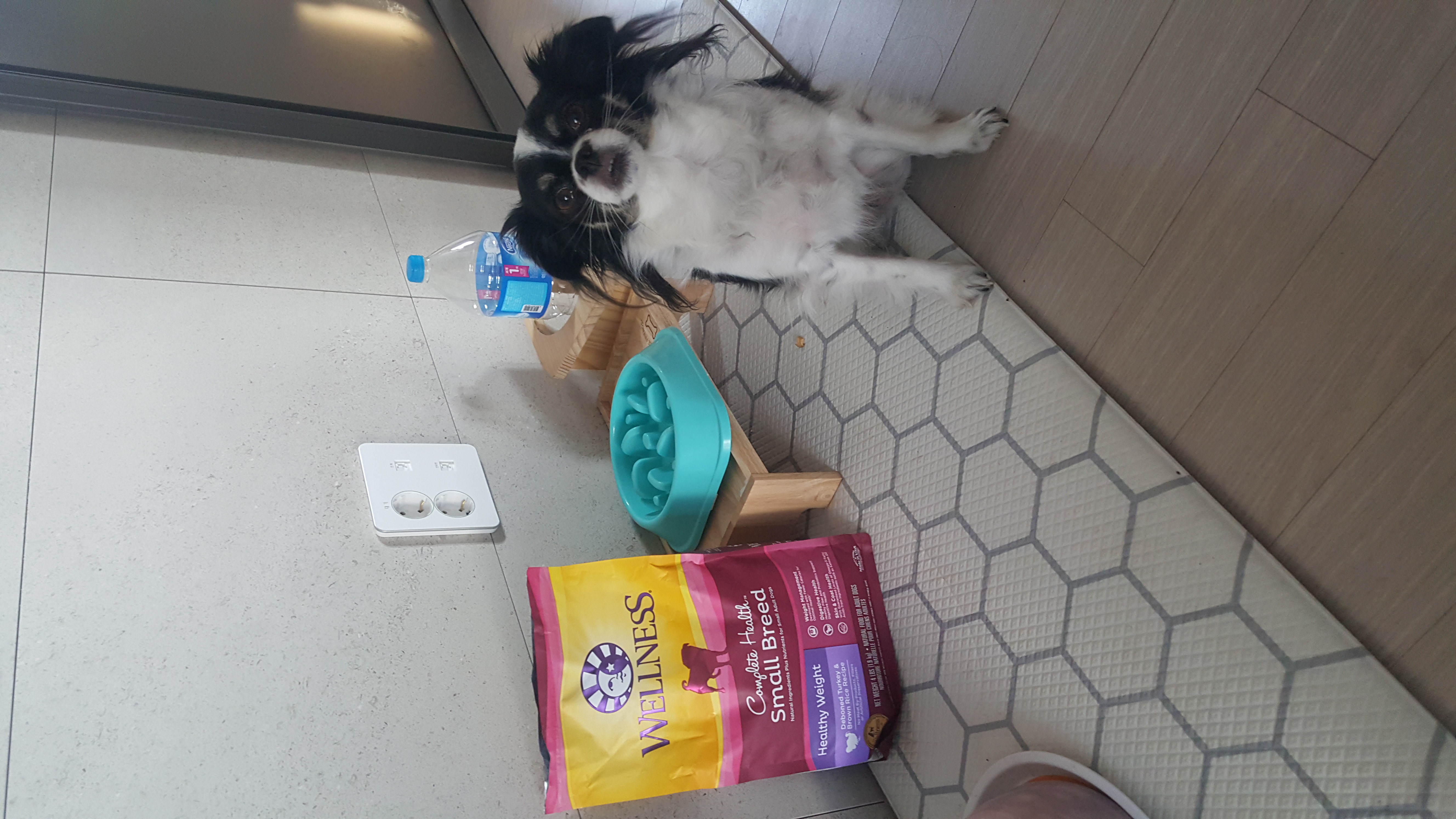 달리(칠몬이)가 훌쩍 2년이 넘었어요