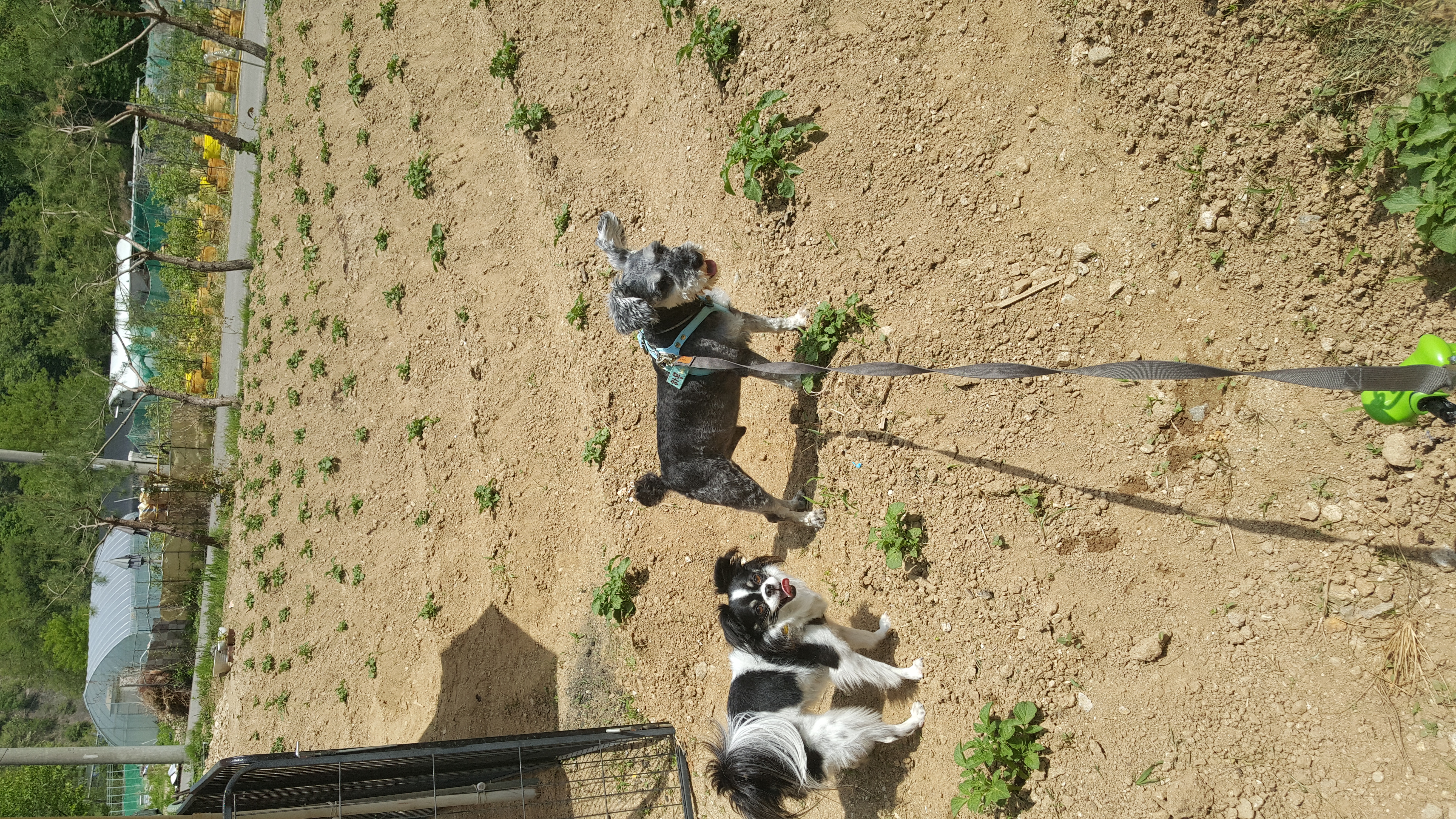 달리(칠몬이)가 훌쩍 2년이 넘었어요