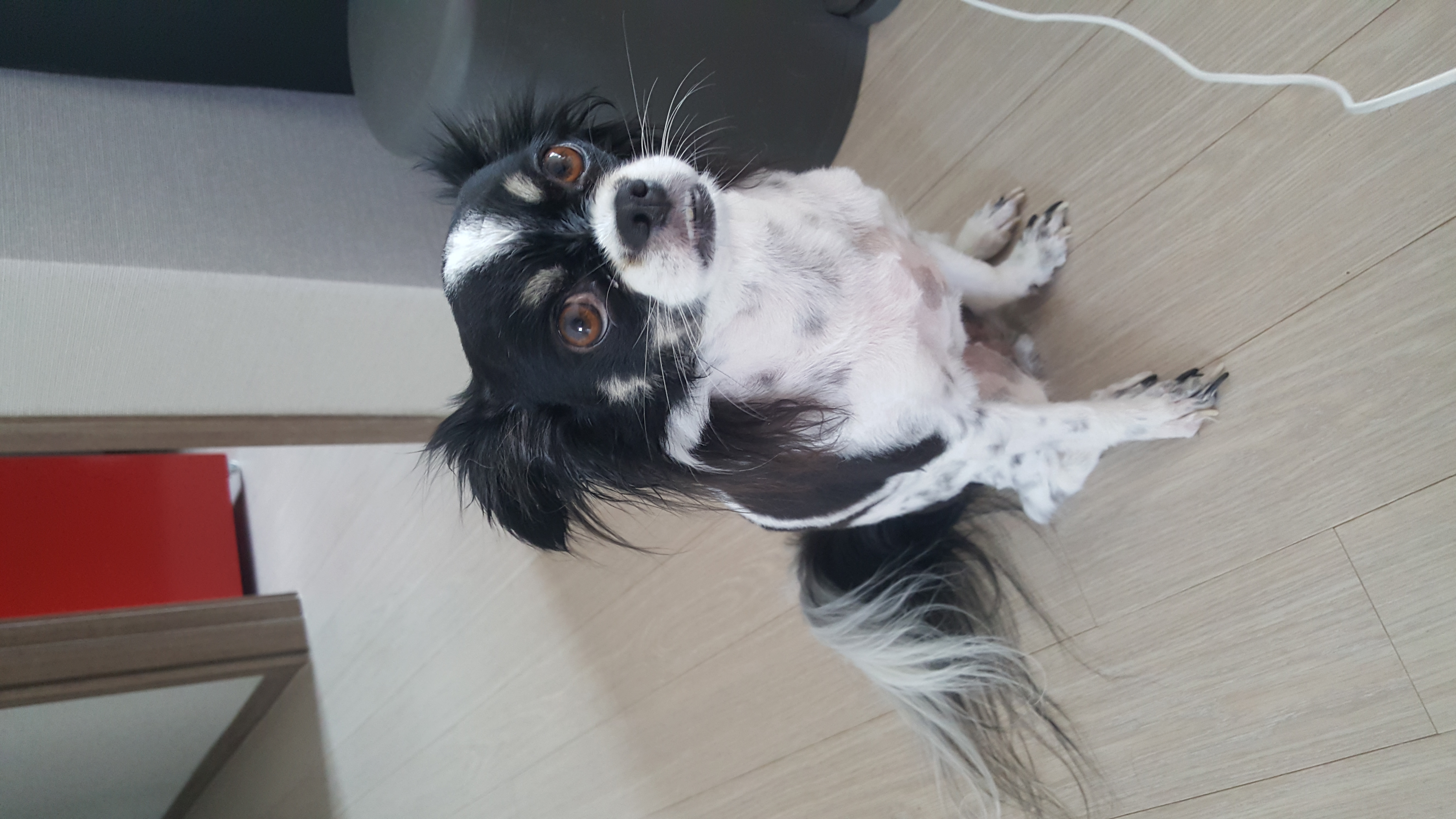 달리(칠몬이)가 훌쩍 2년이 넘었어요