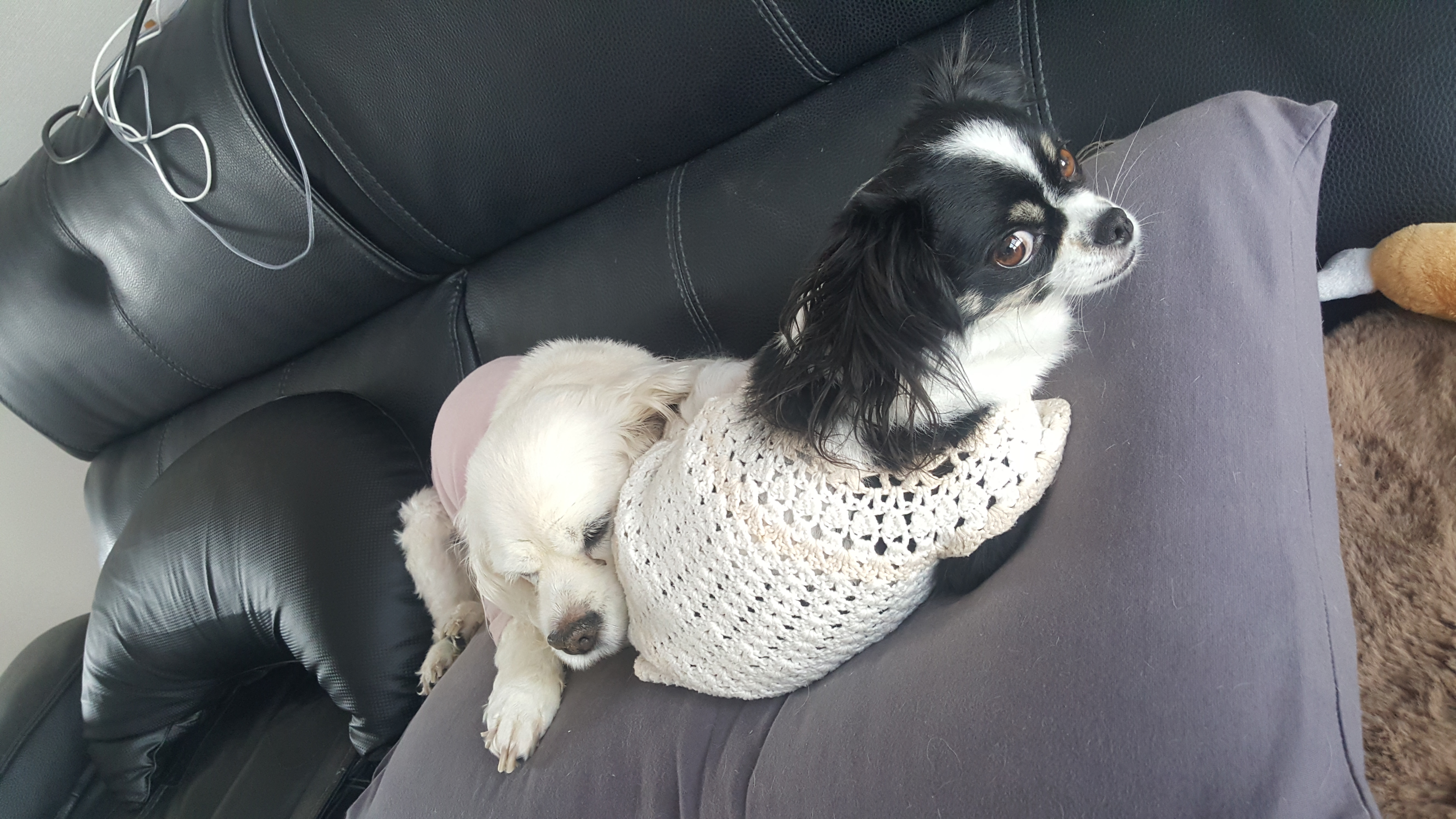 달리(칠몬이)가 훌쩍 2년이 넘었어요