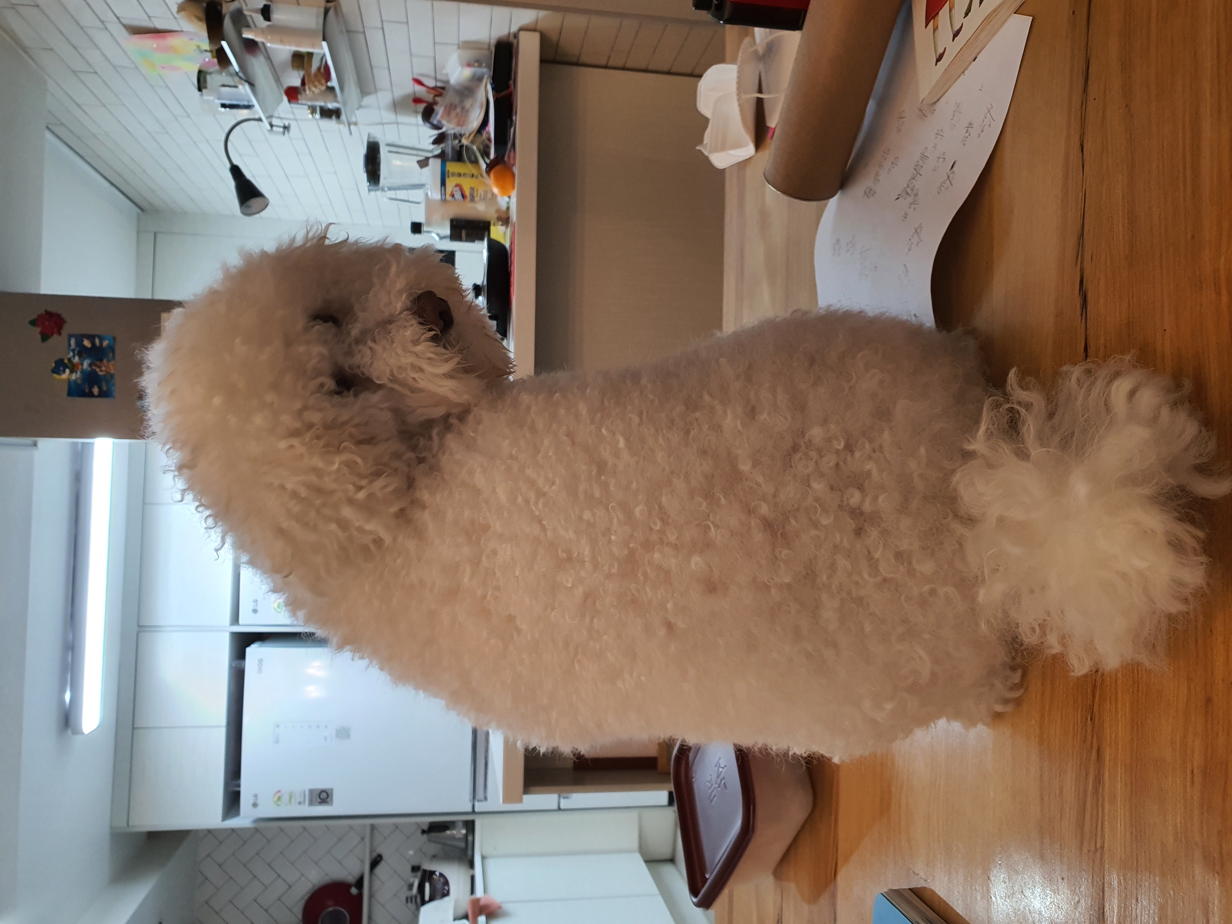 최고다(레일이) 1년 되었습니다^^~