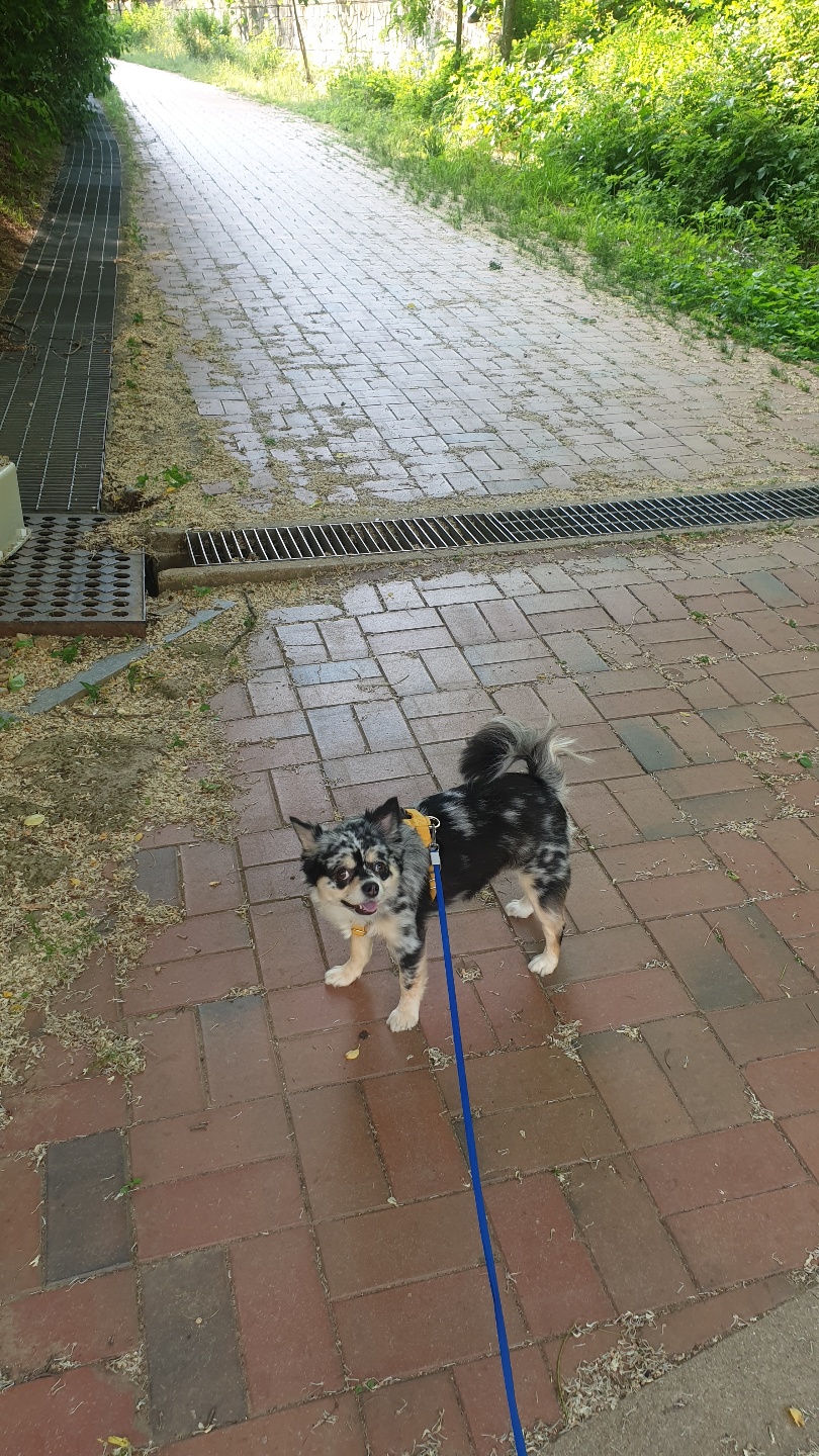 평택치와와자견  이쁜 코코