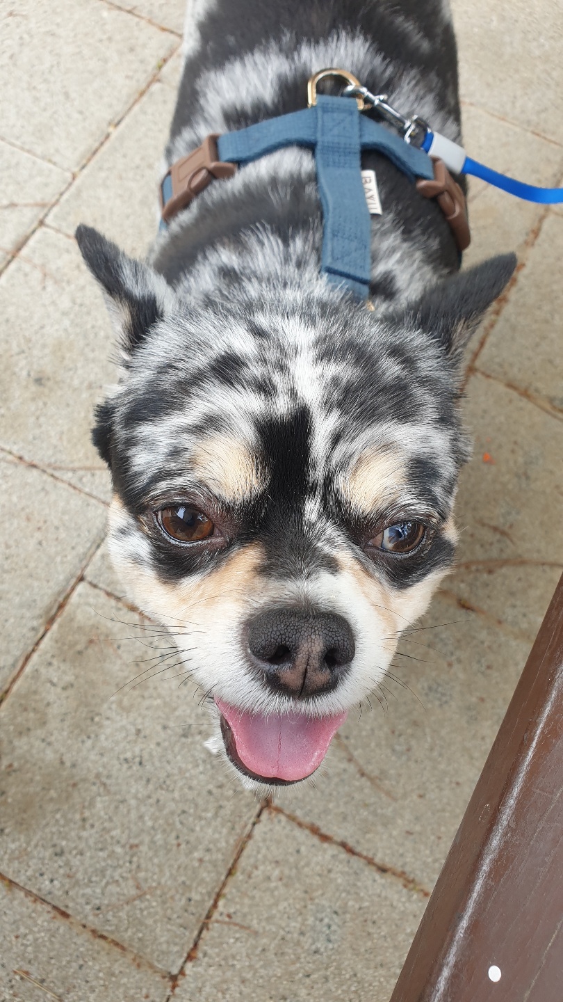 평택치와와자견  이쁜 코코