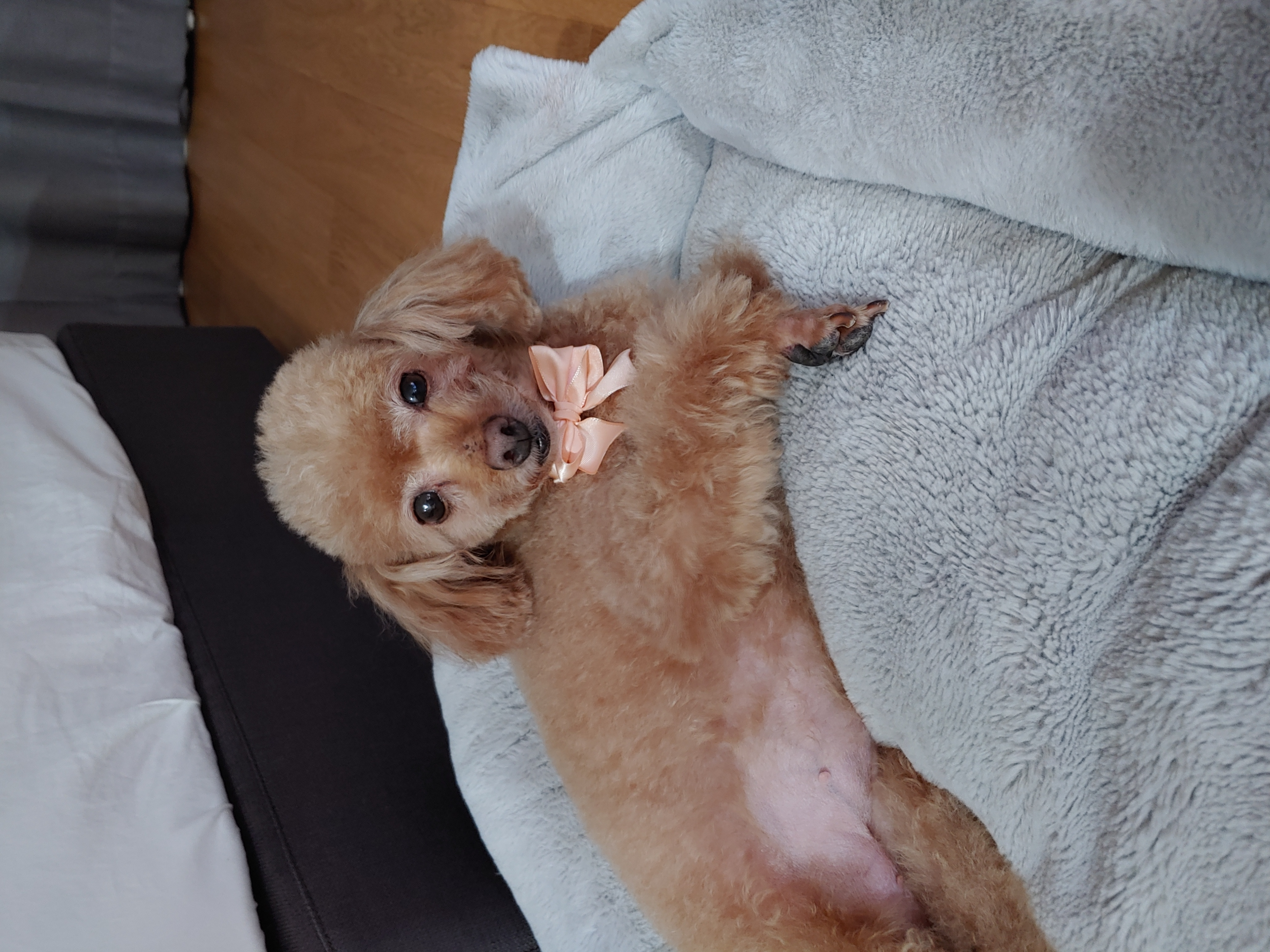 곤지암 팔랑이~~(지금은 버디^^)