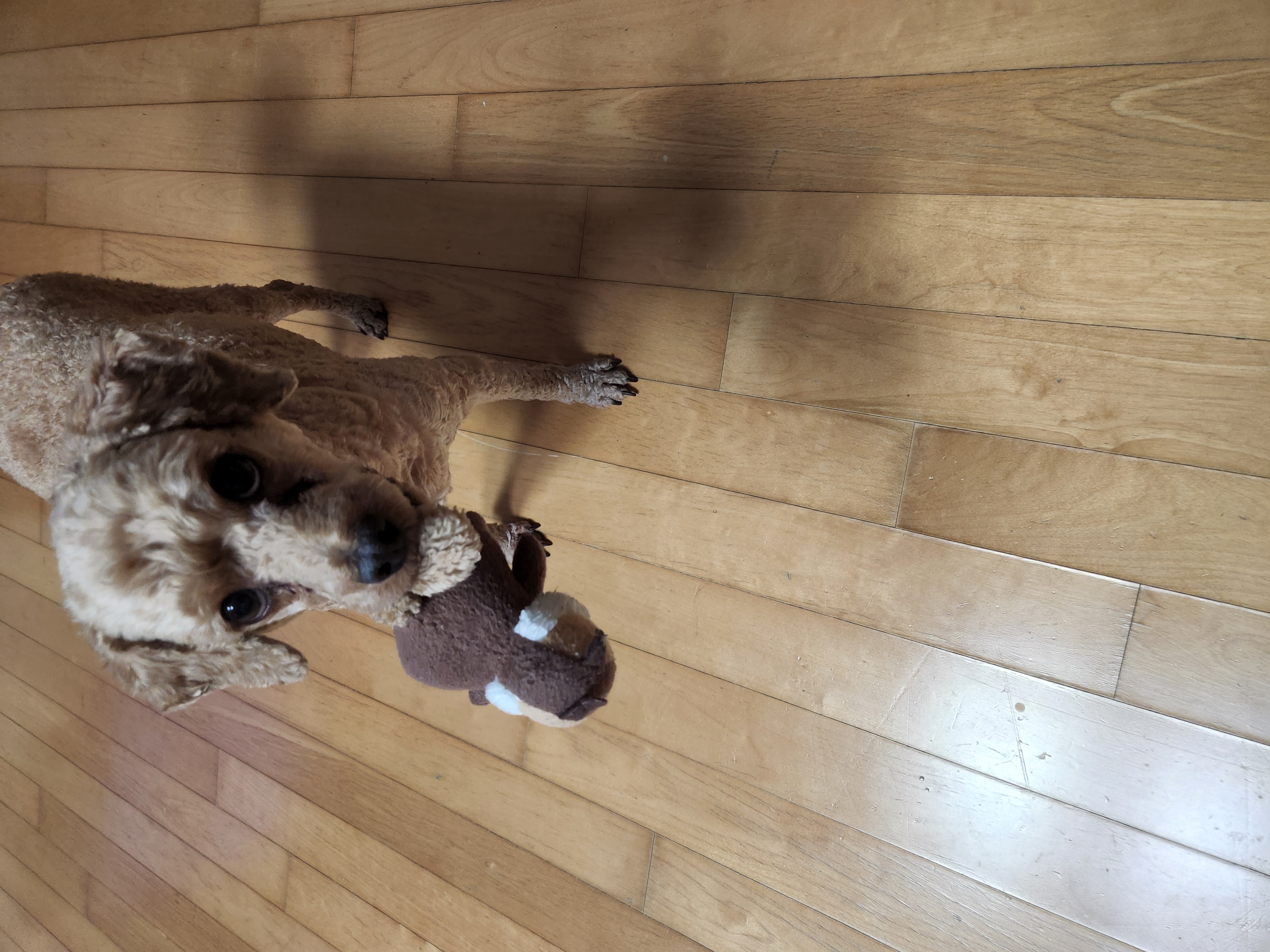 아직도 인형은 포기못해 >_<(사랑이)