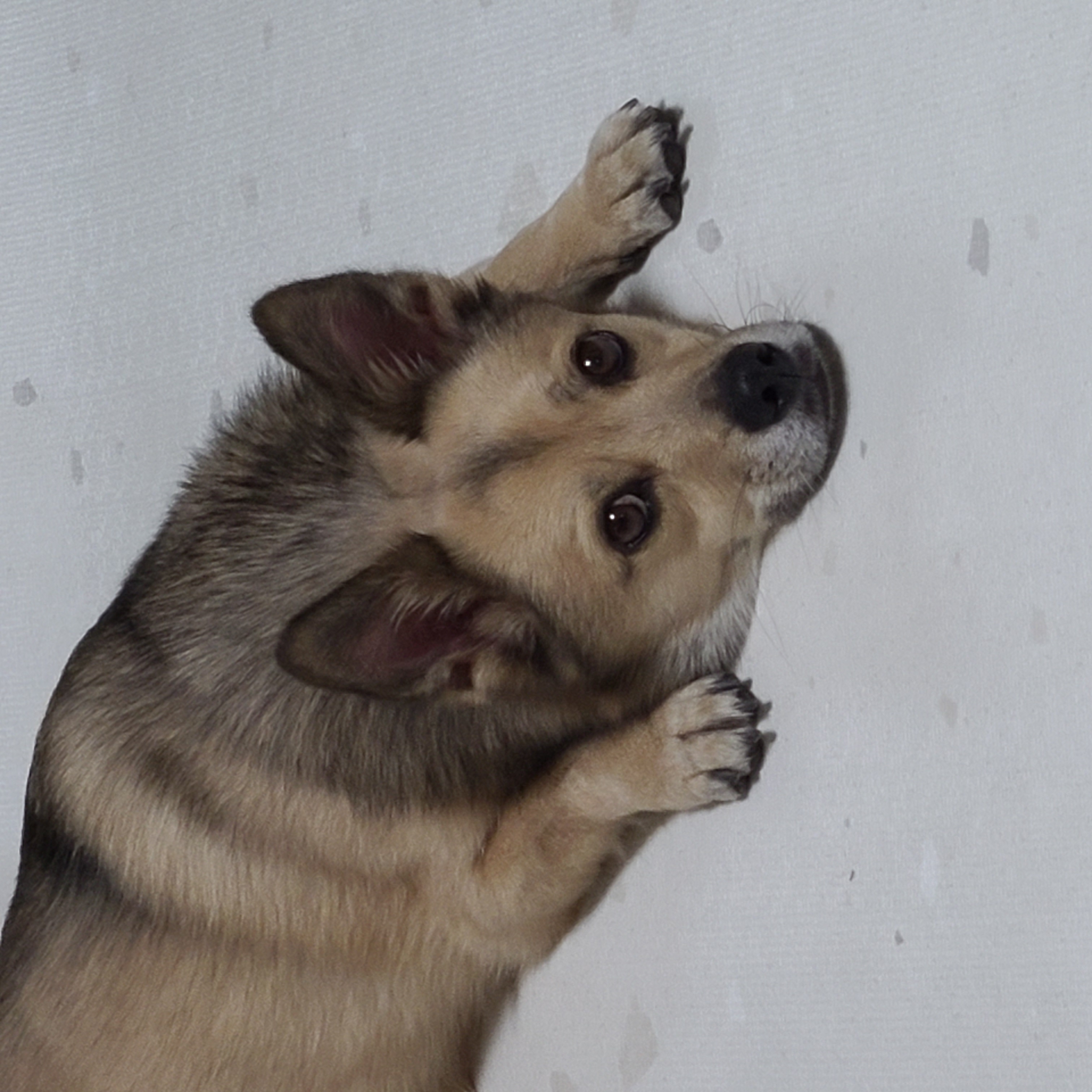 쿠키(중기) 소식전해드립니다