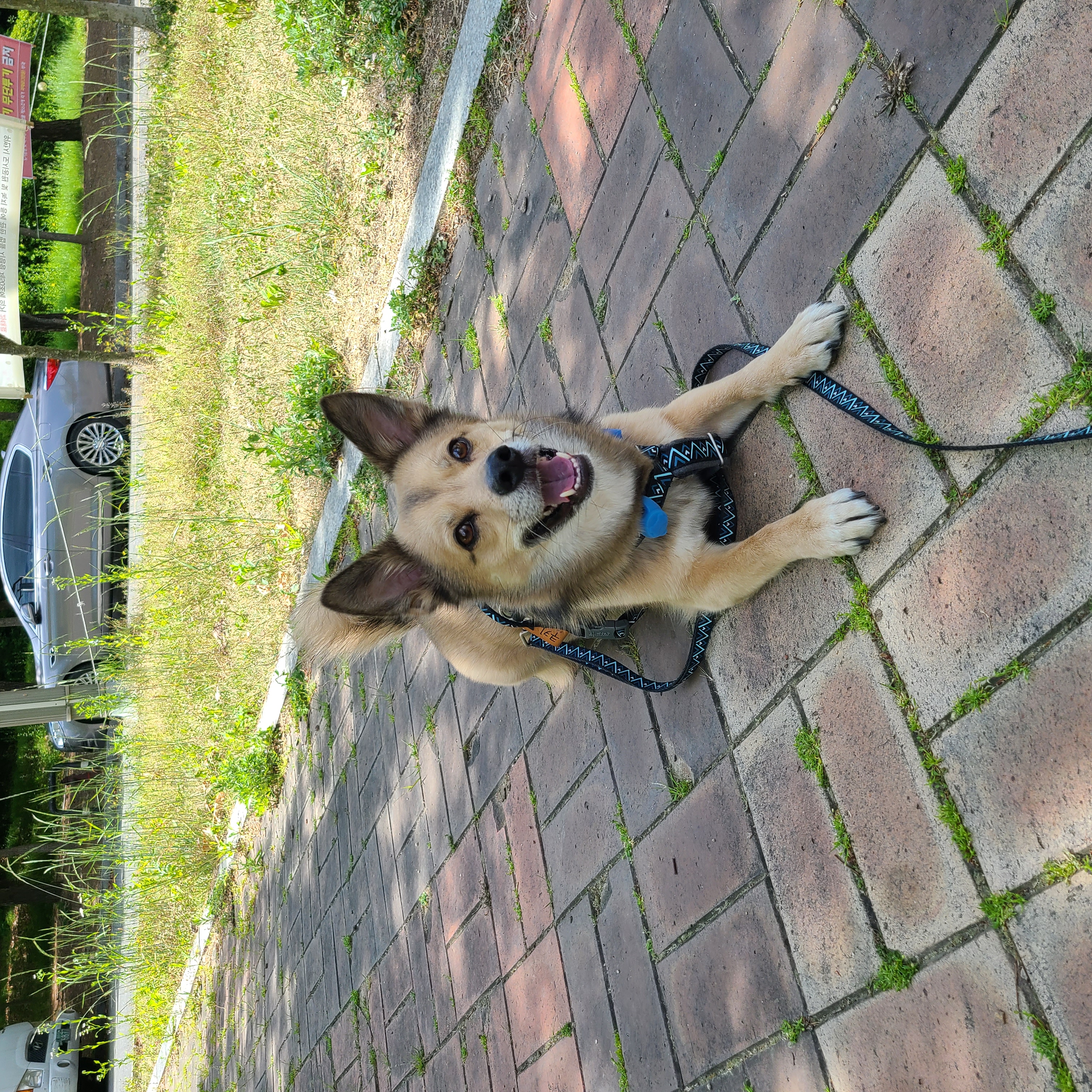 쿠키(중기) 소식전해드립니다