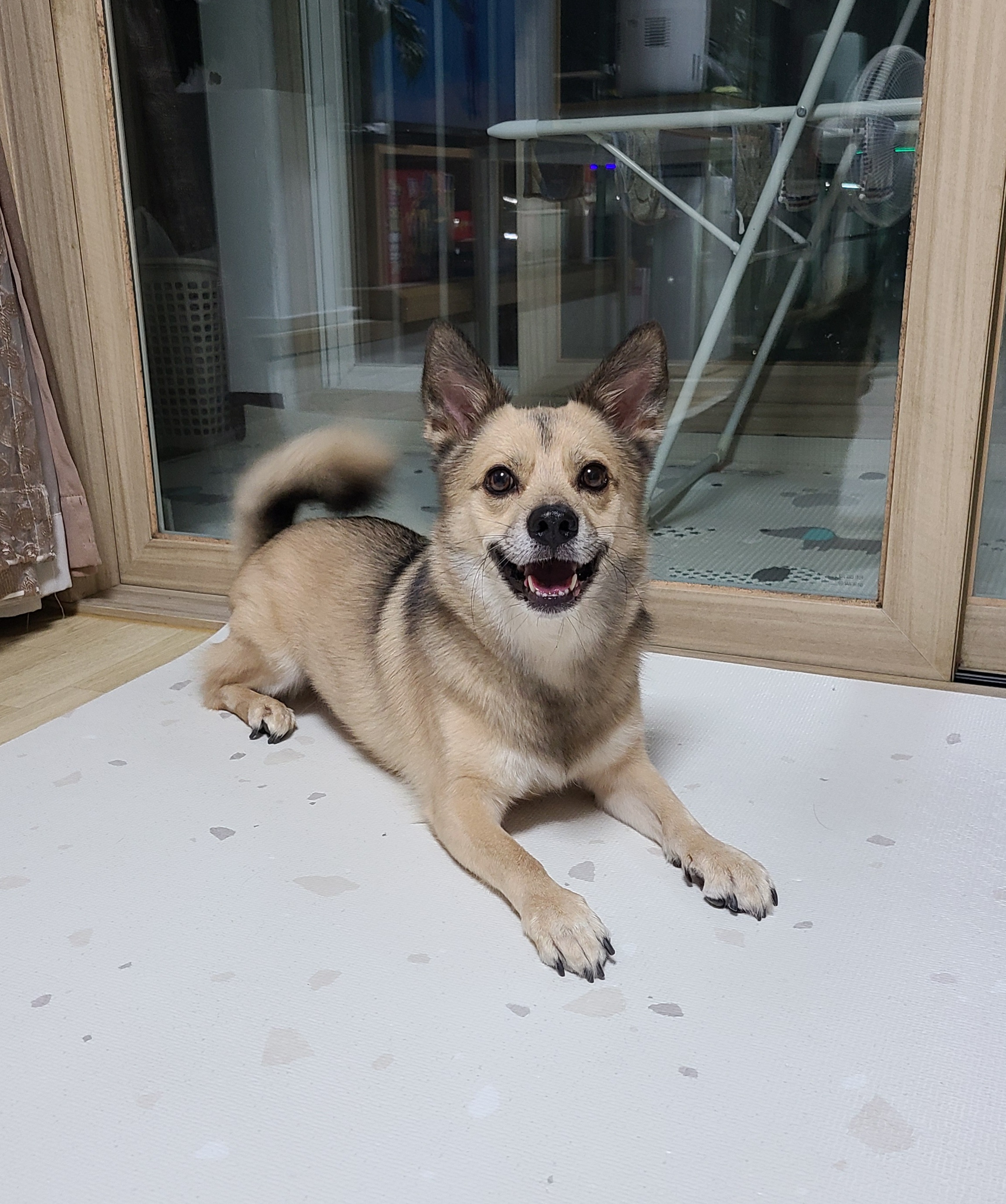 쿠키(중기) 소식전해드립니다