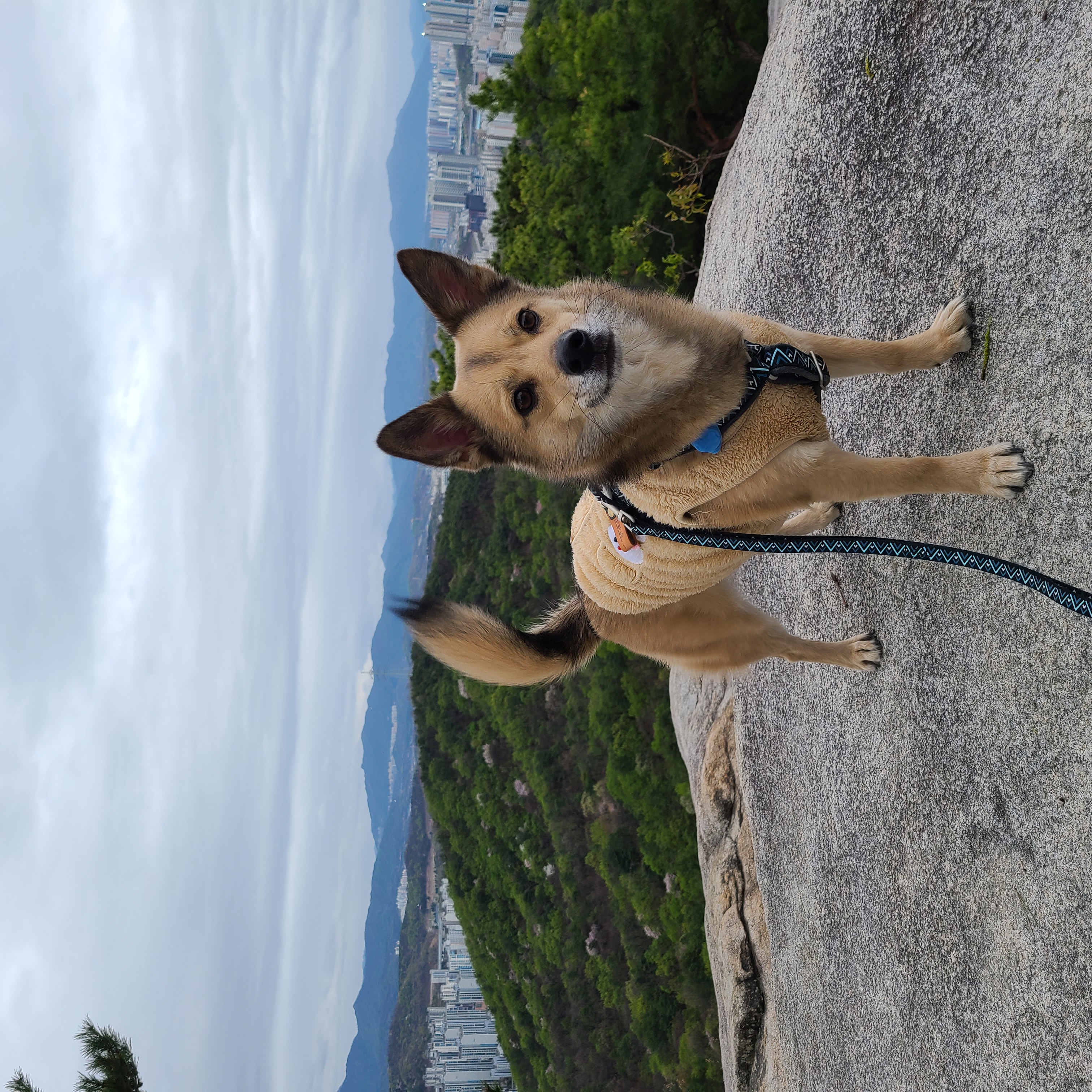 쿠키(중기) 소식전해드립니다