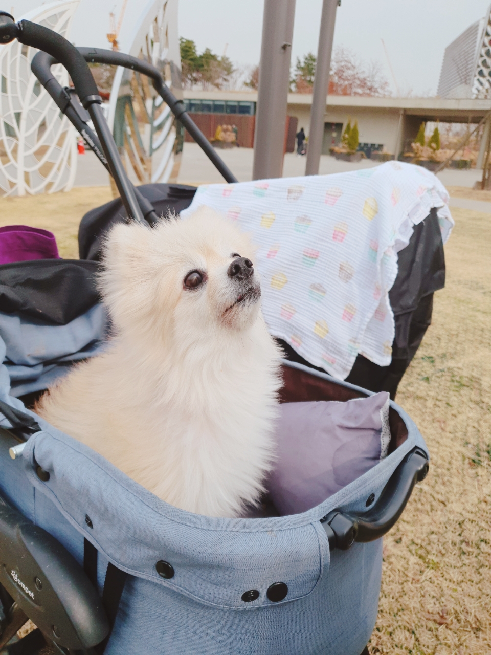 심바 소식이예요~