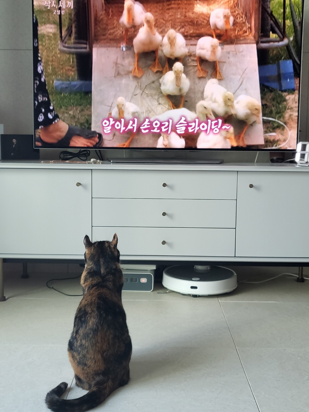 달이(구 차차) 입양 3년차 이야기