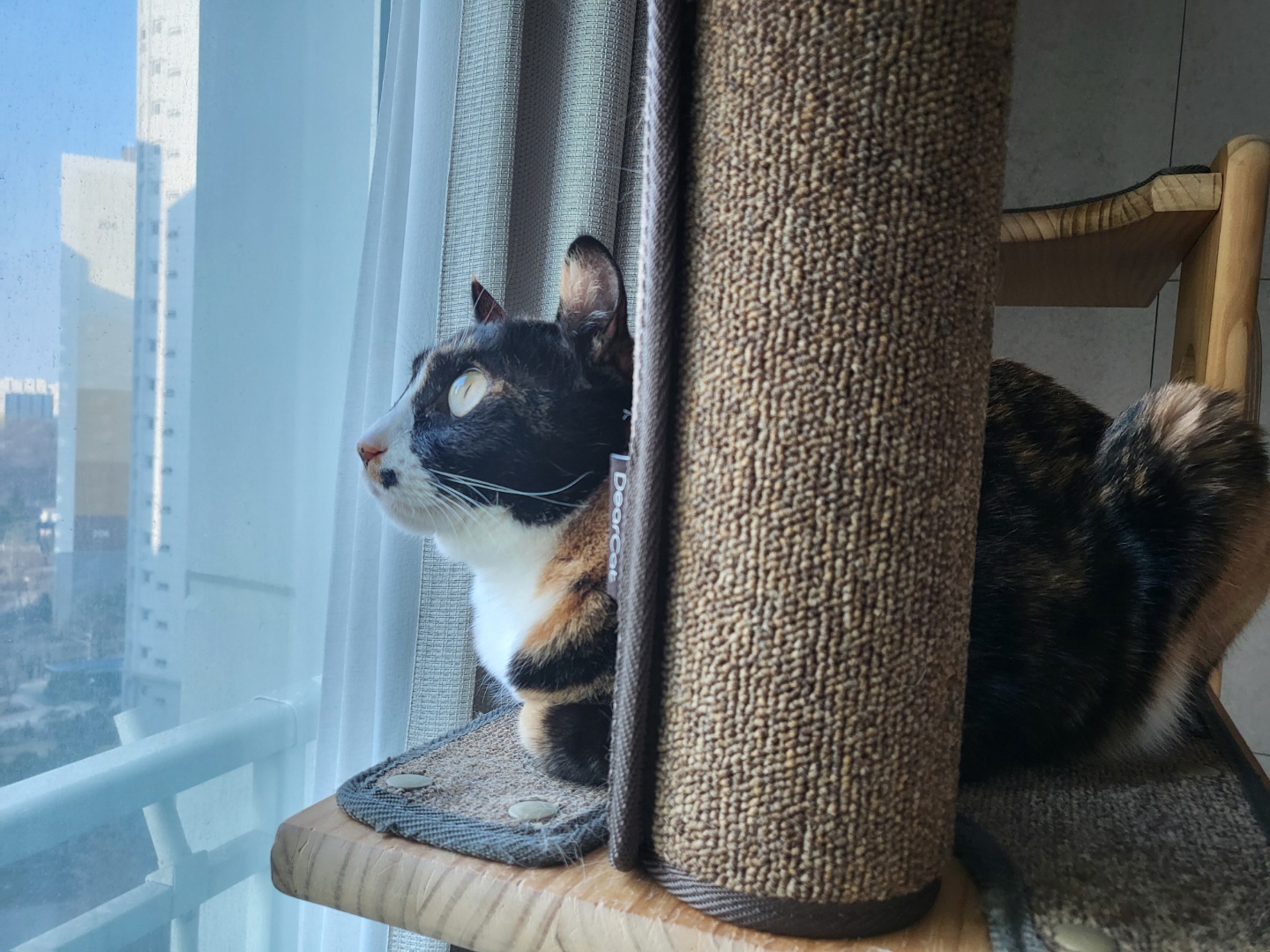 달이(구 차차) 입양 3년차 이야기