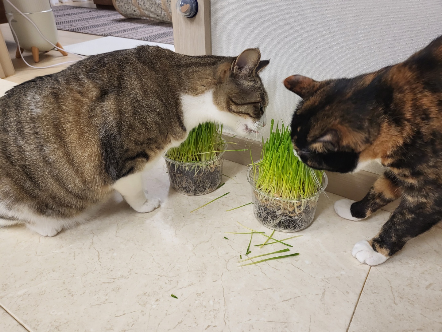 달이(구 차차) 입양 3년차 이야기