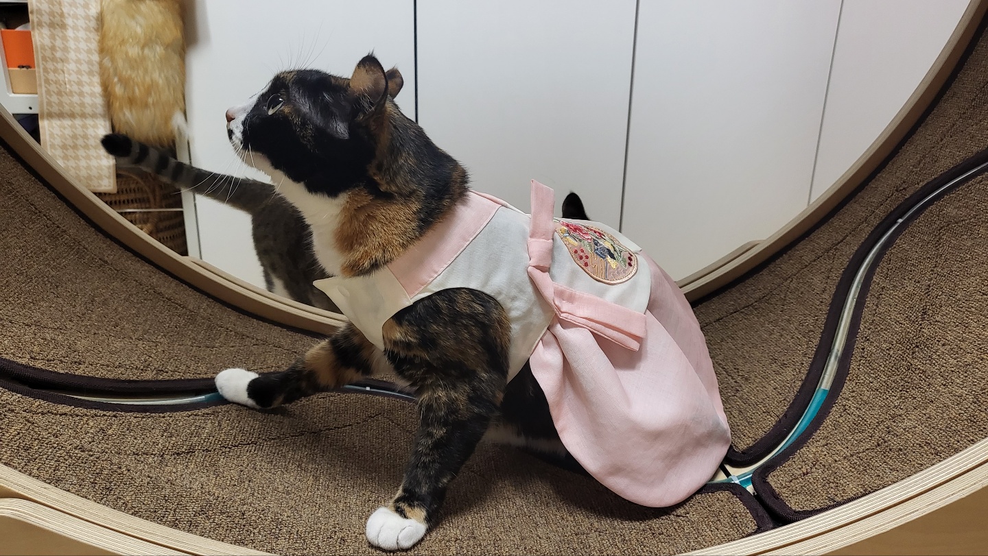 달이(구 차차) 입양 3년차 이야기