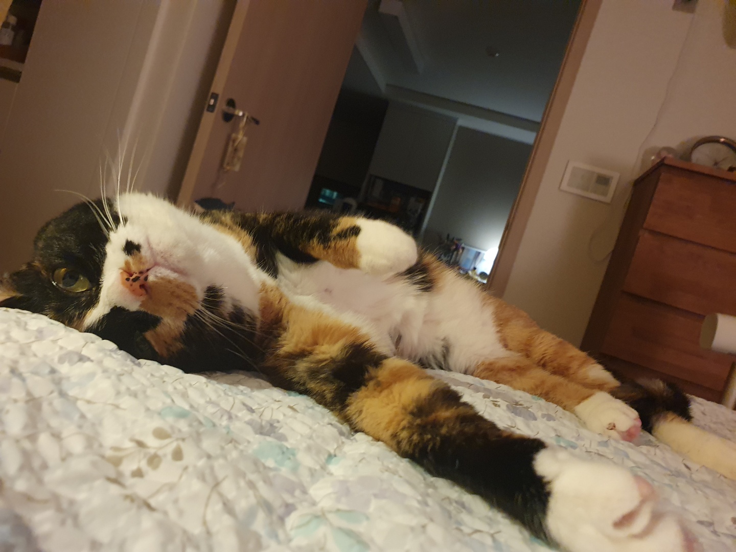 달이(구 차차) 입양 3년차 이야기