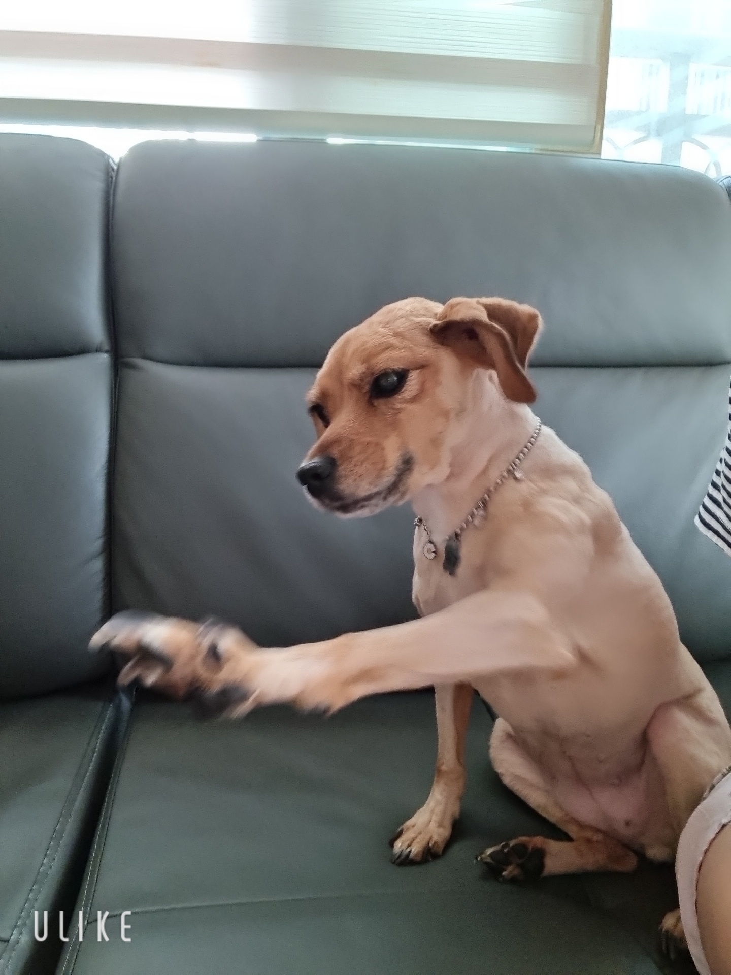 도담이와 가족이 된지 벌써 만 2년입니다~^^