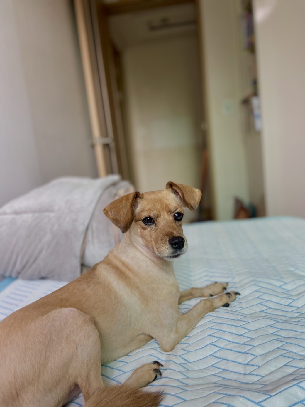 도담이와 가족이 된지 벌써 만 2년입니다~^^