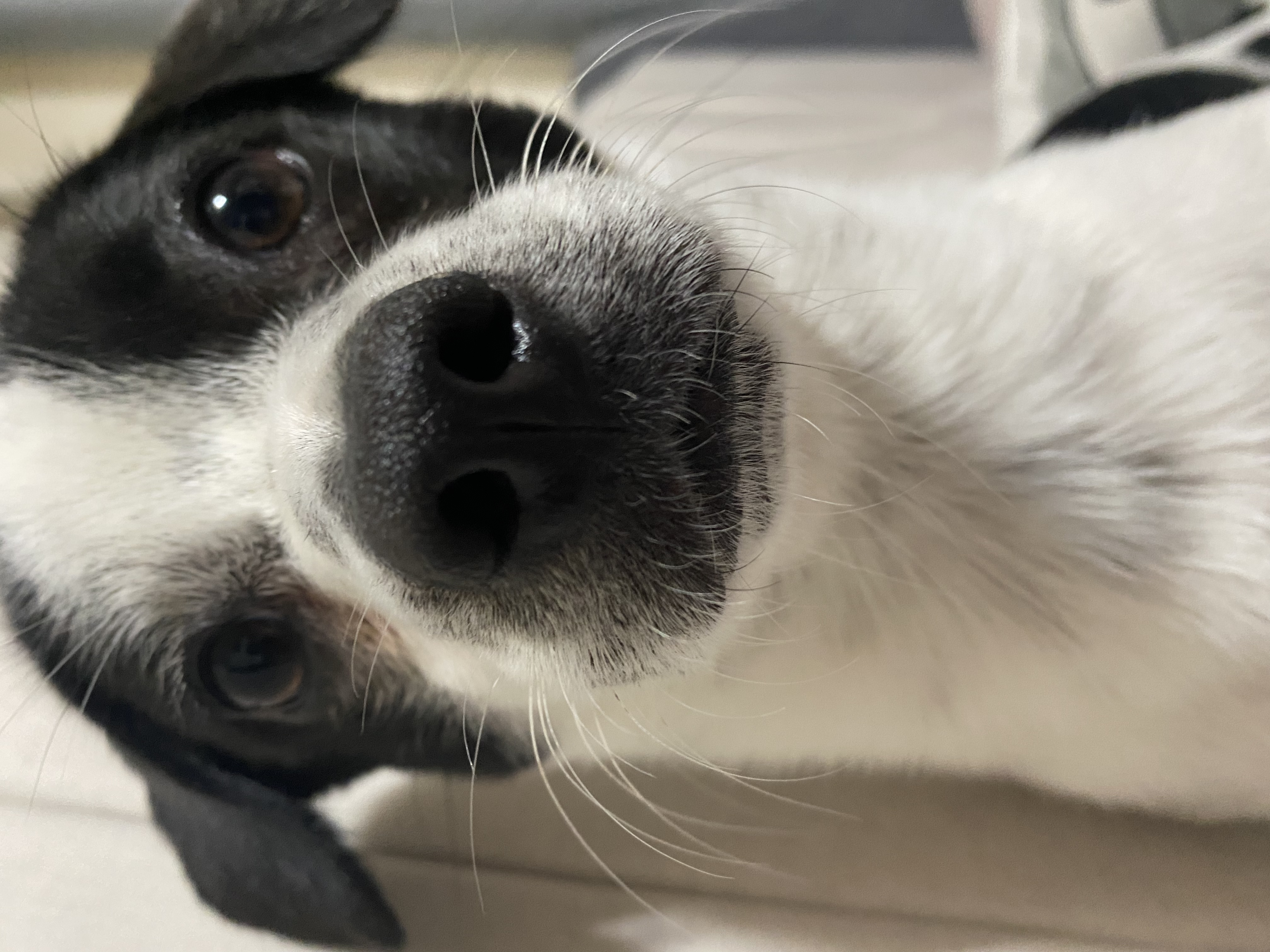 아키(하얀이)가 온지 6개월이 지났습니다!