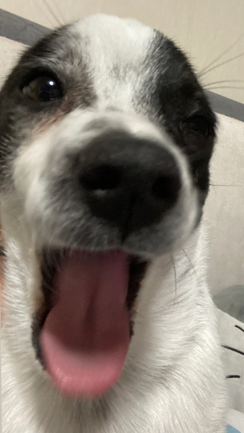 아키(하얀이)가 온지 6개월이 지났습니다!