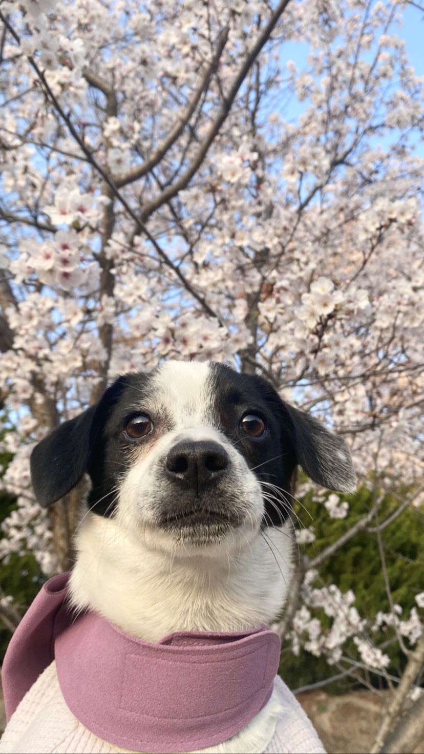 아키(하얀이)가 온지 6개월이 지났습니다!