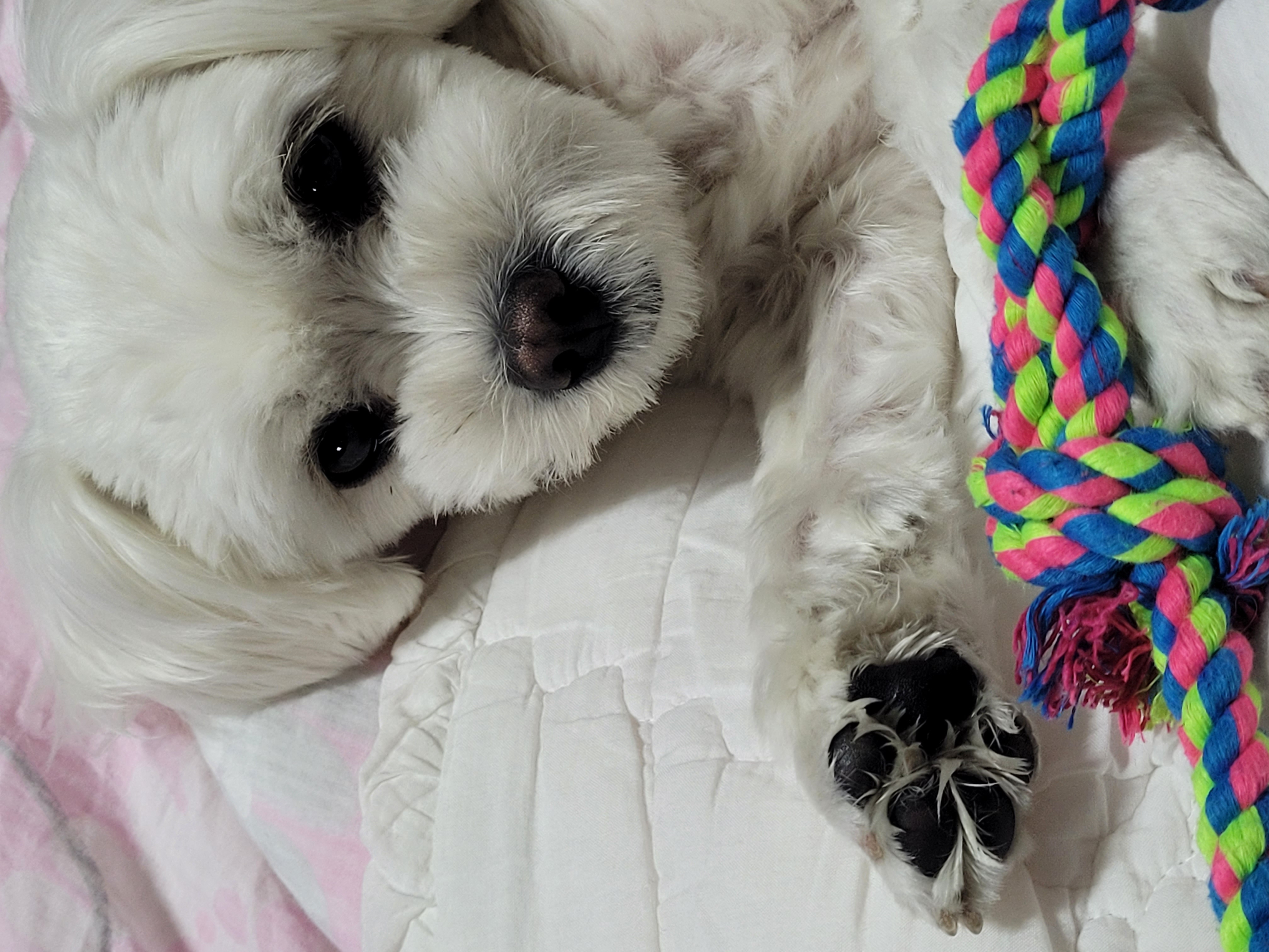 곤지암 청이 입양 후기 입니다~~(현 호두)