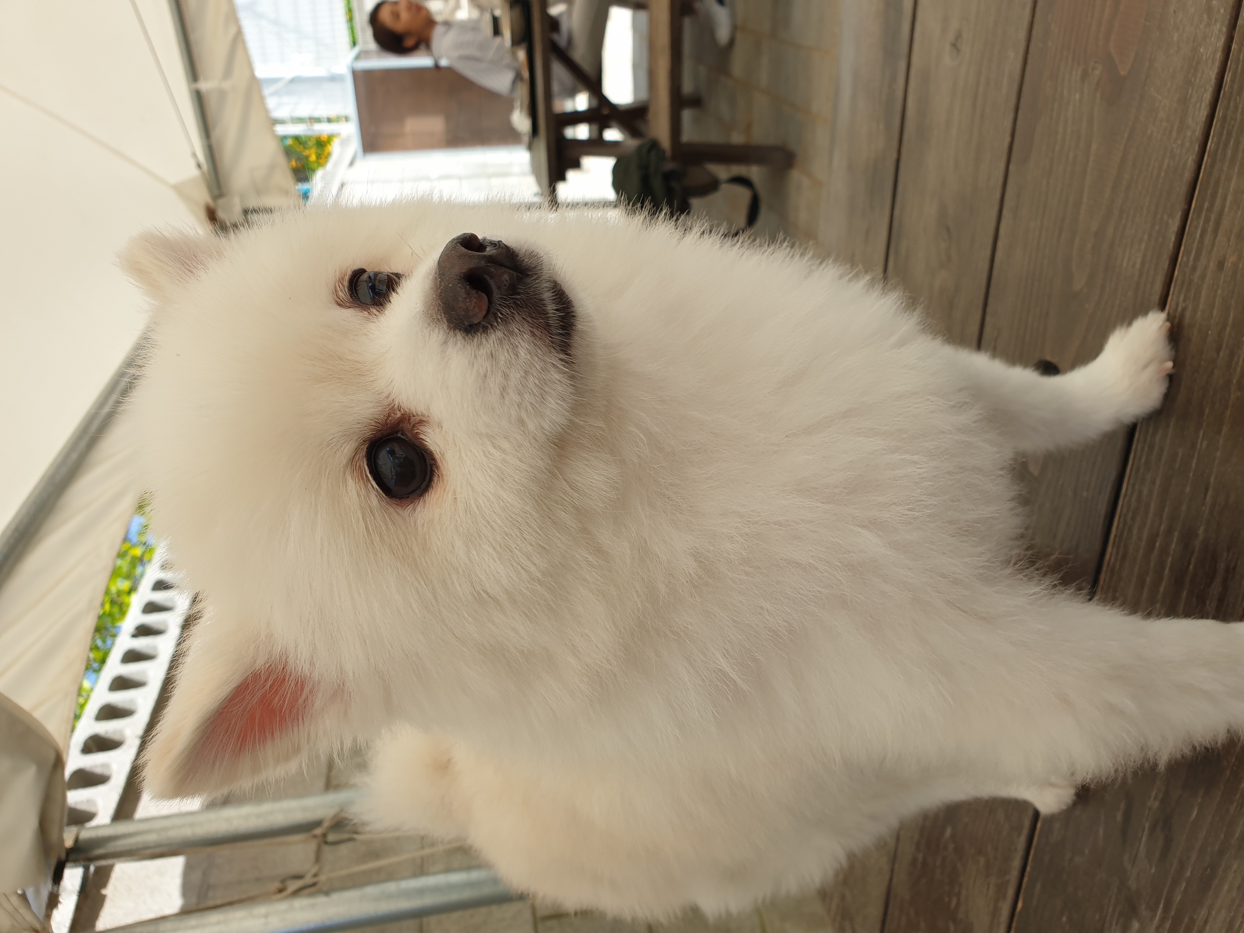 아라( 만두) 입양후 3개월 후기