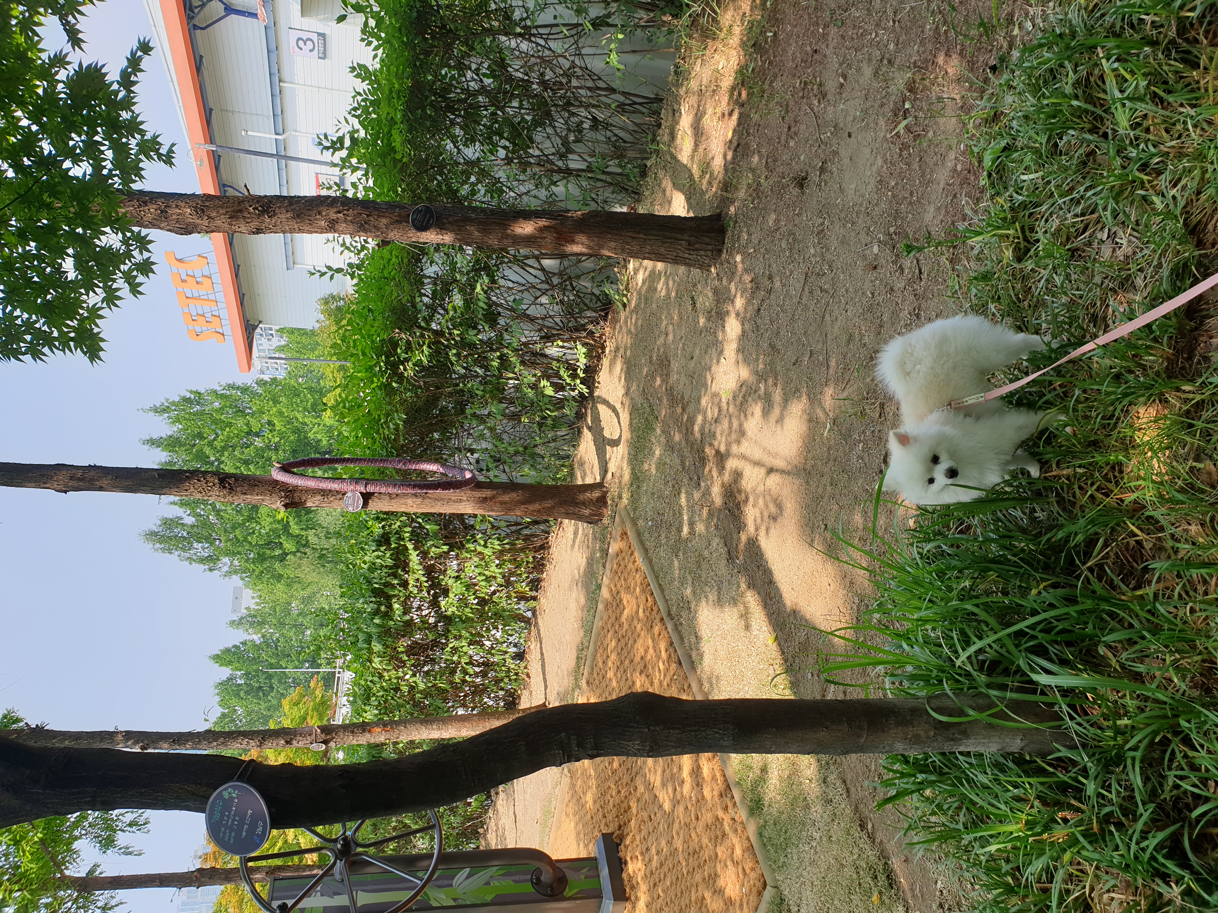 아라( 만두) 입양후 3개월 후기