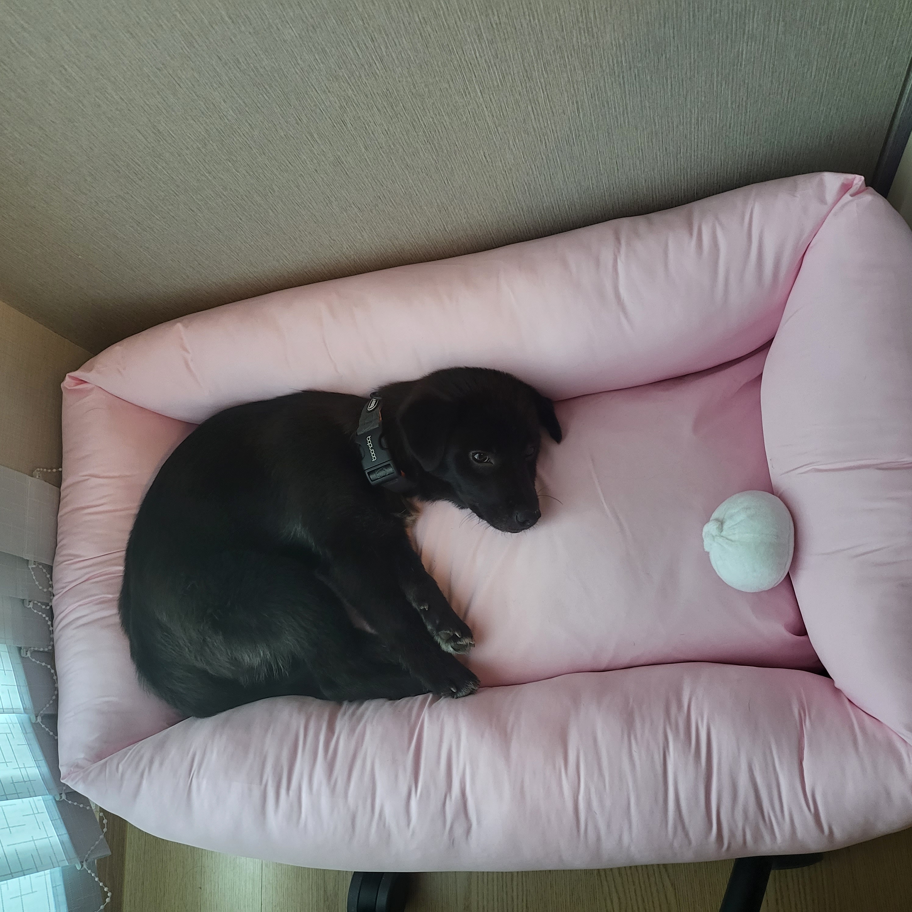 소심쟁이 옐로우(현 달곰이)와의 일주일