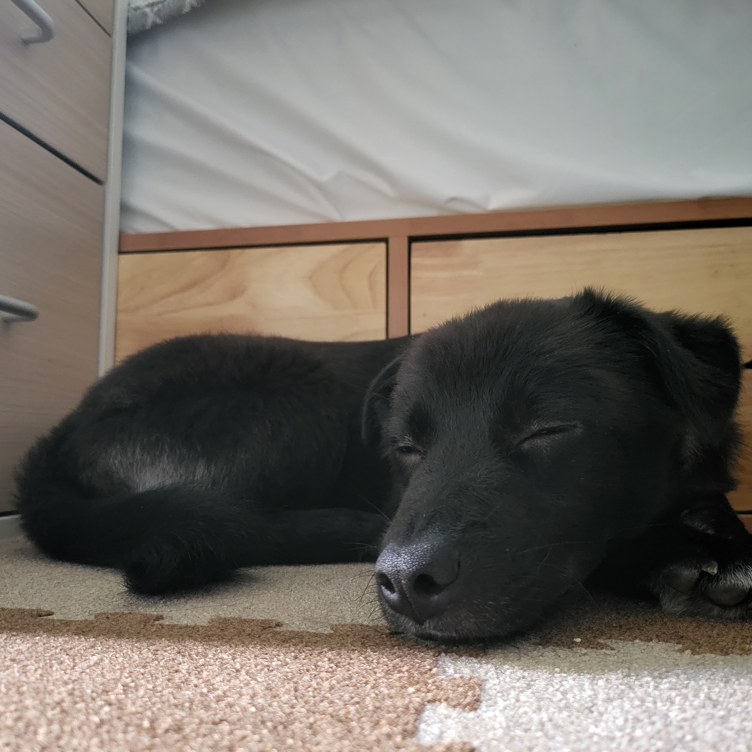 소심쟁이 옐로우(현 달곰이)와의 일주일