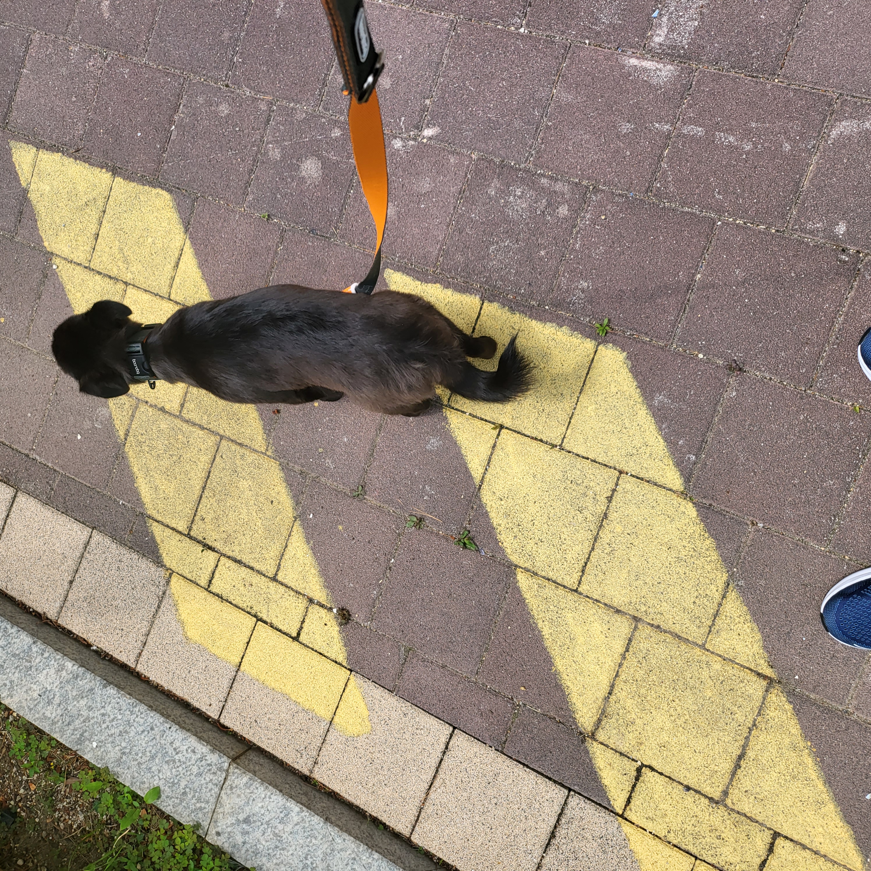 소심쟁이 옐로우(현 달곰이)와의 일주일