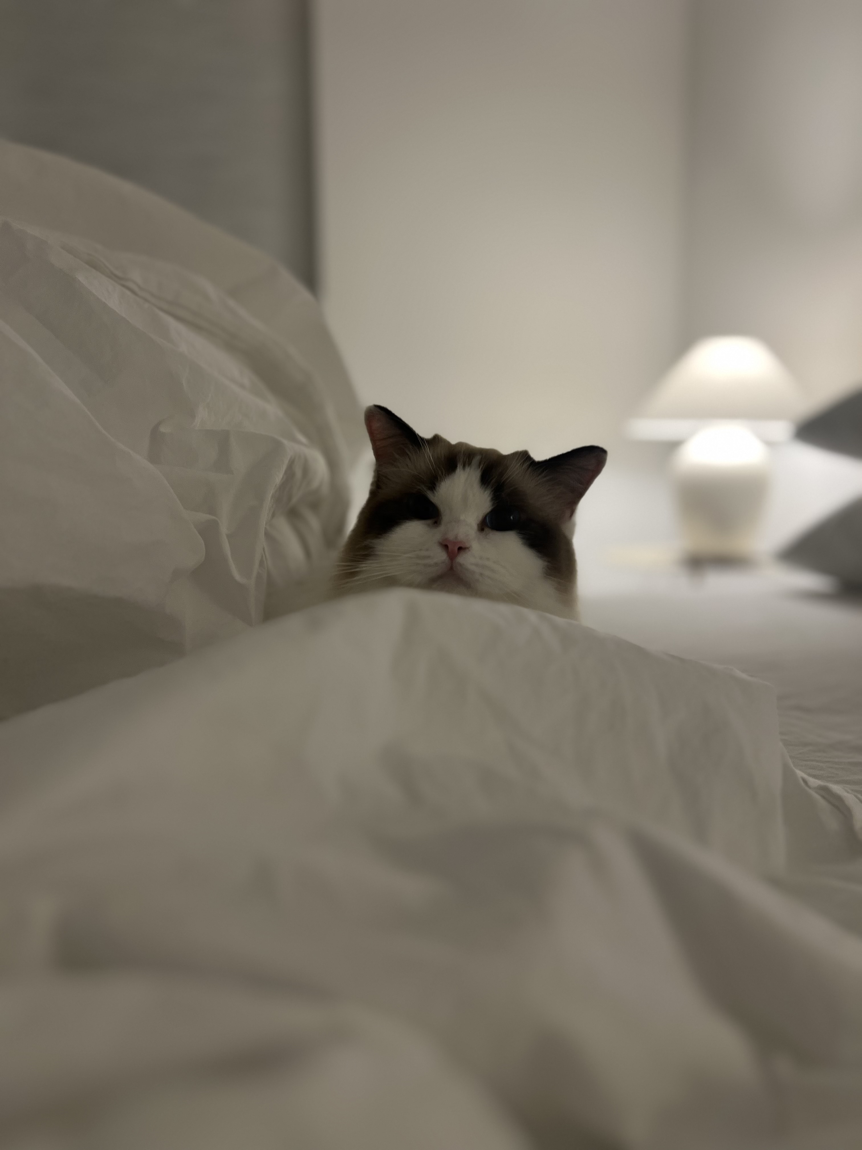 사프론 입양후기 3개월차