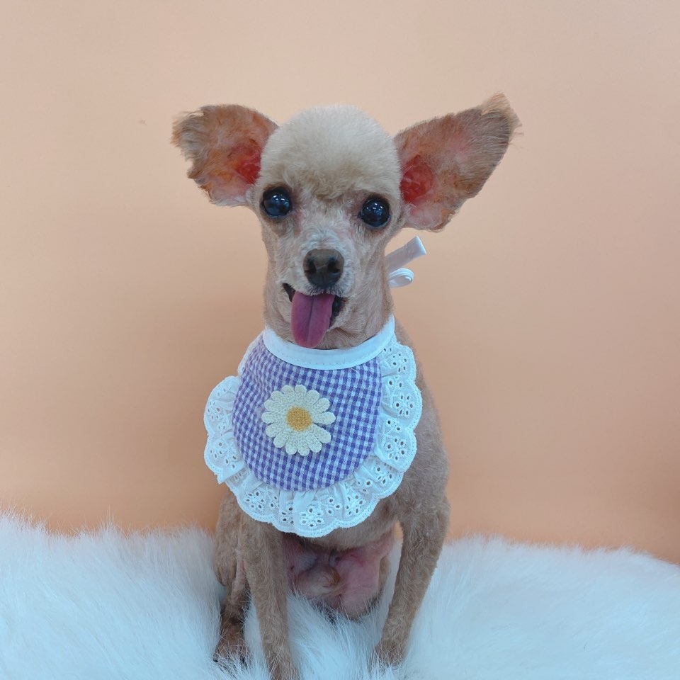 라니(구 치멍) 입양 6년차 후기