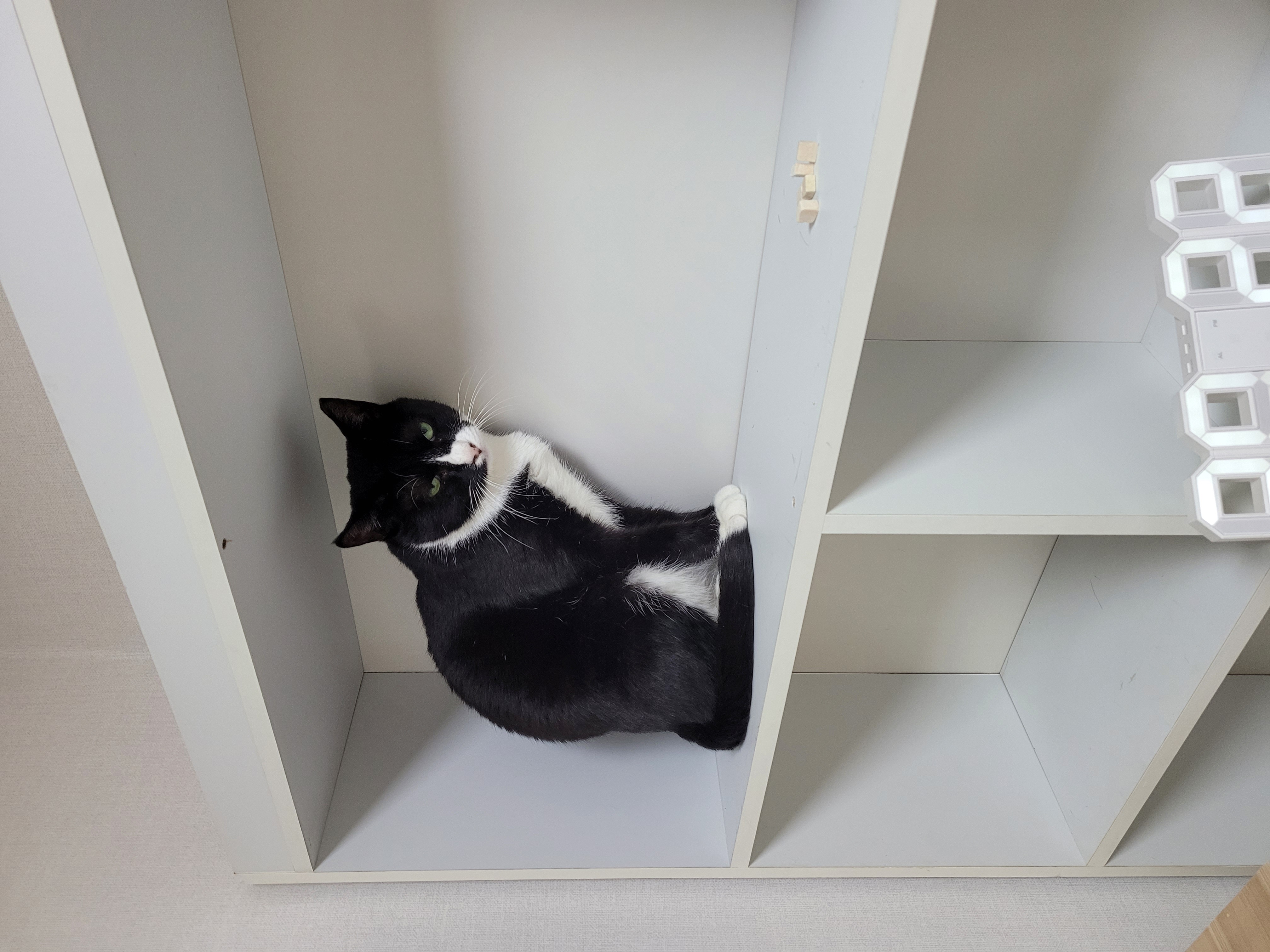 이루~ 지금은 레오!! 잘지내는거 맞죠?