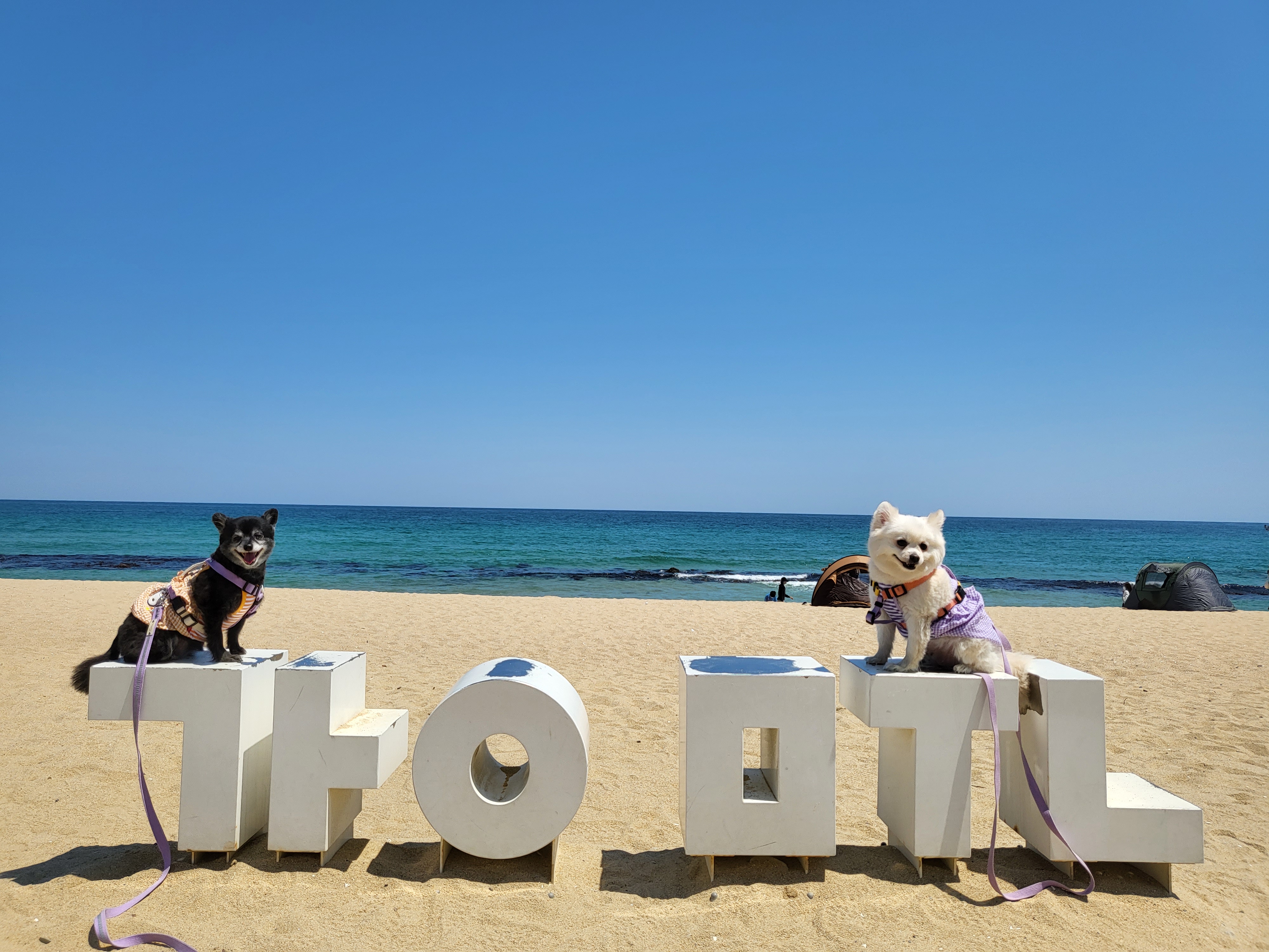 김가루 1년 되었어요~♡(곤지암오잉이)