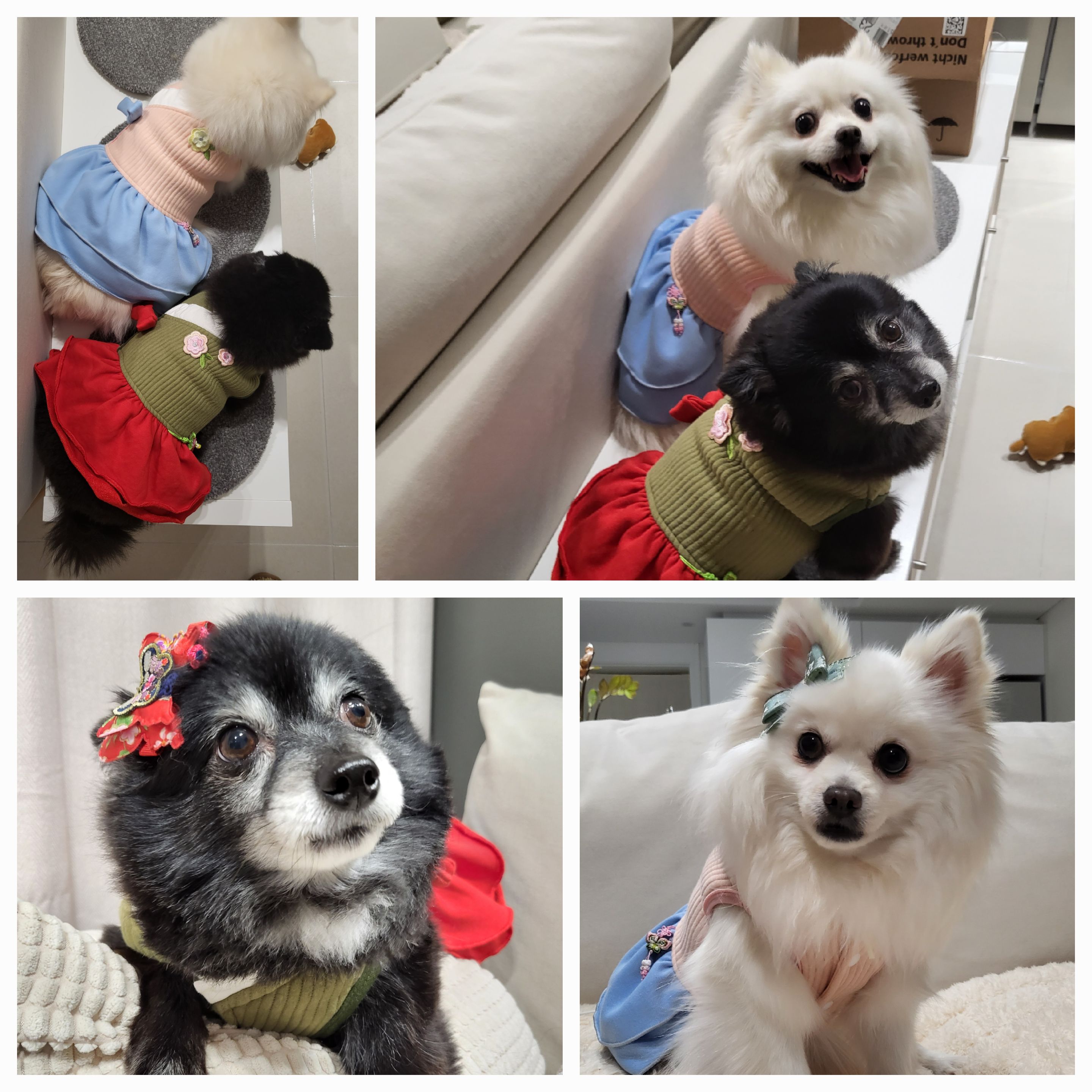 김가루 1년 되었어요~♡(곤지암오잉이)