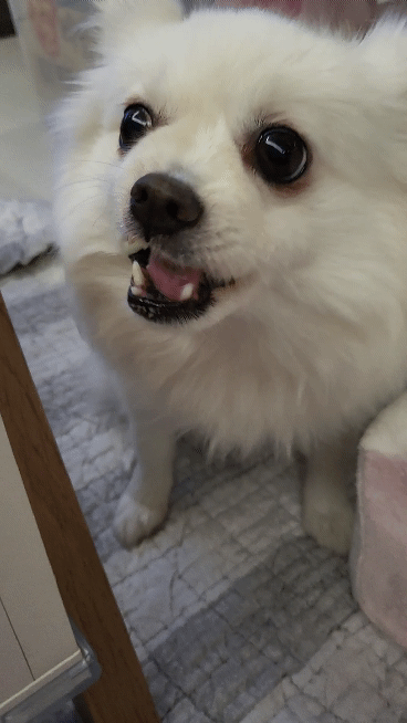 김가루 1년 되었어요~♡(곤지암오잉이)