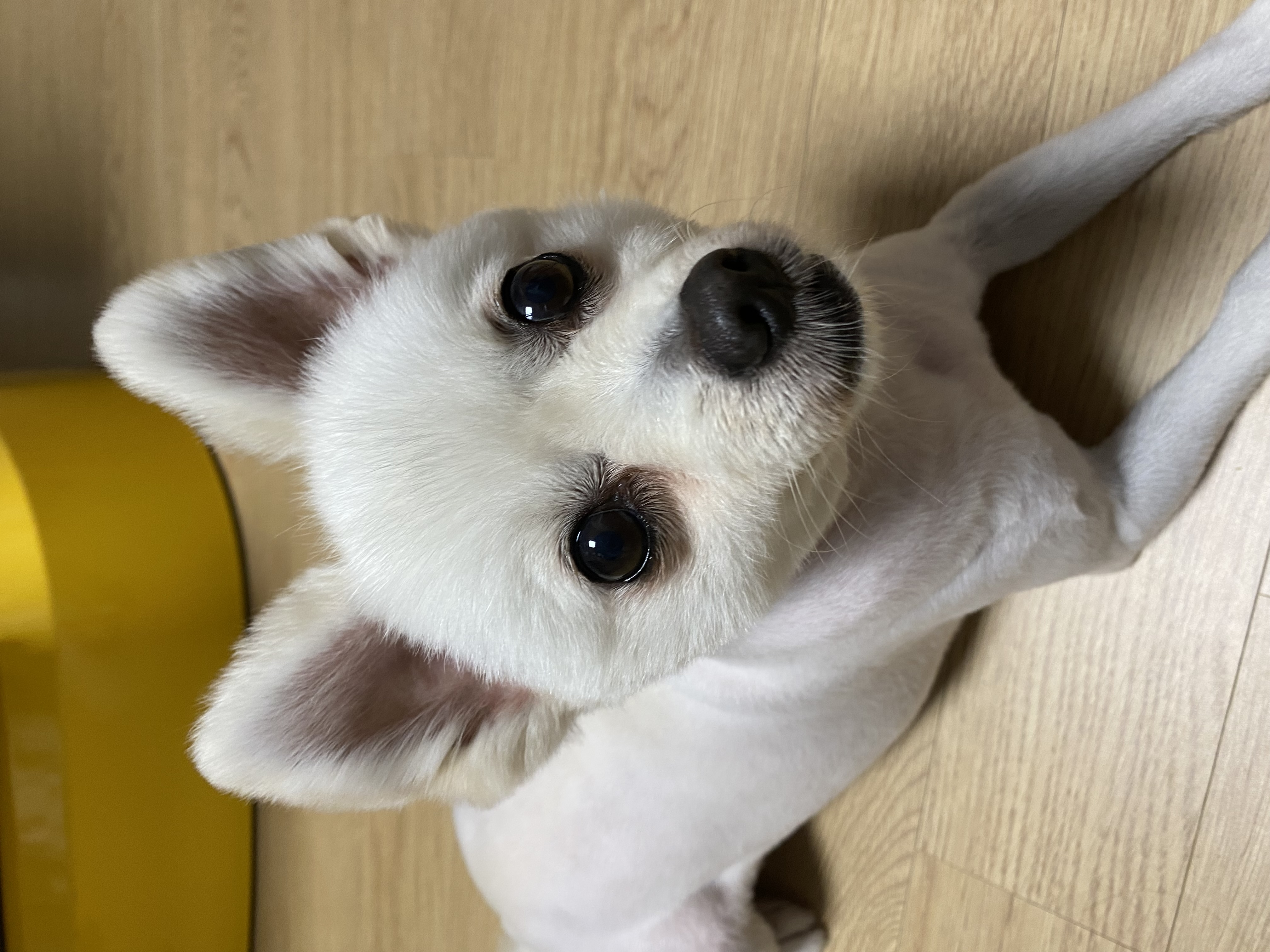 김가루 1년 되었어요~♡(곤지암오잉이)