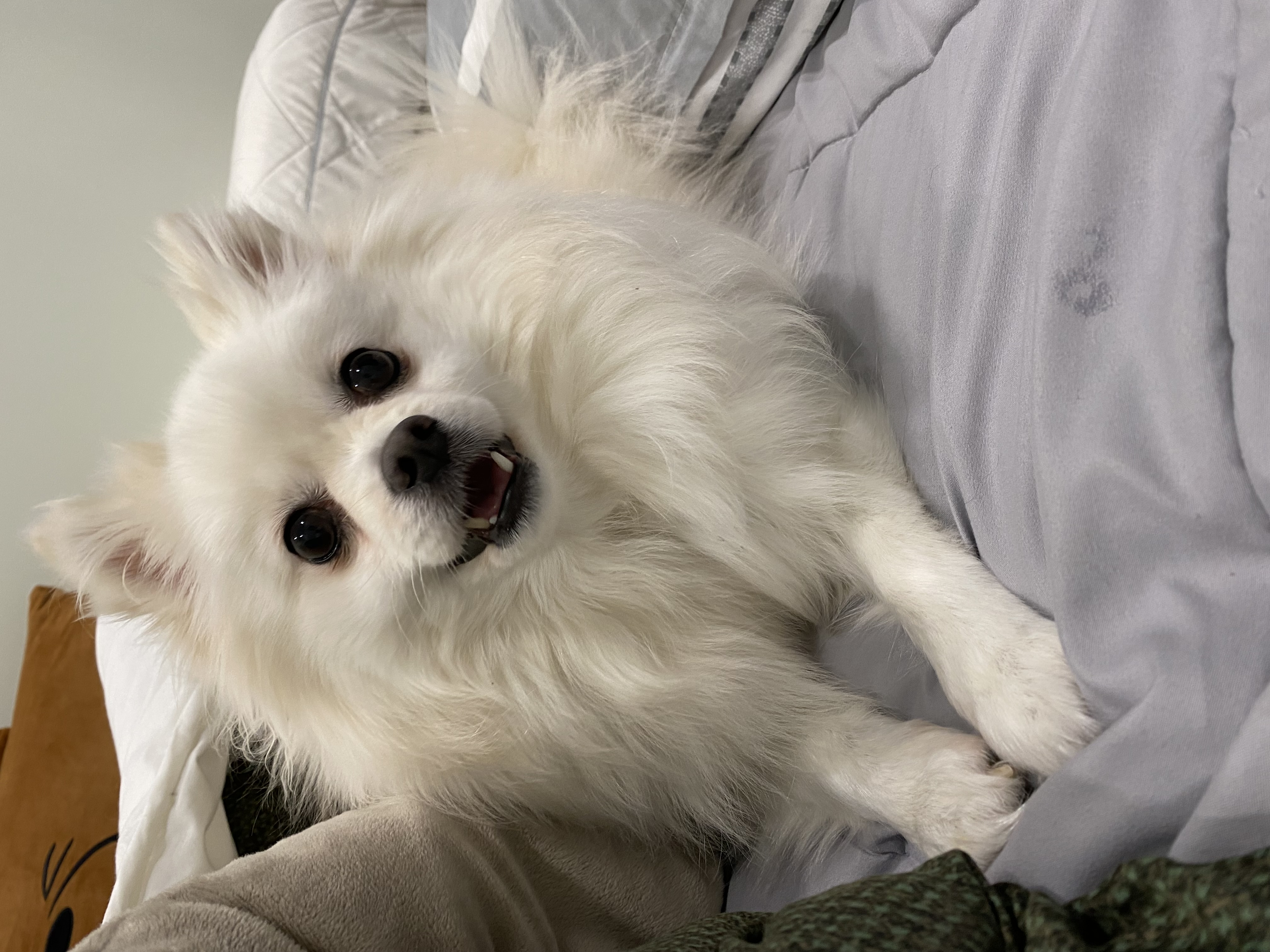 김가루 1년 되었어요~♡(곤지암오잉이)