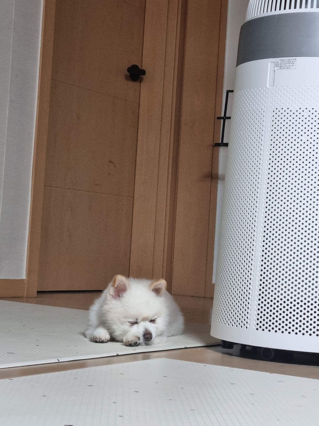 레이(구, 육곤이) 입양 1년 되었어요~