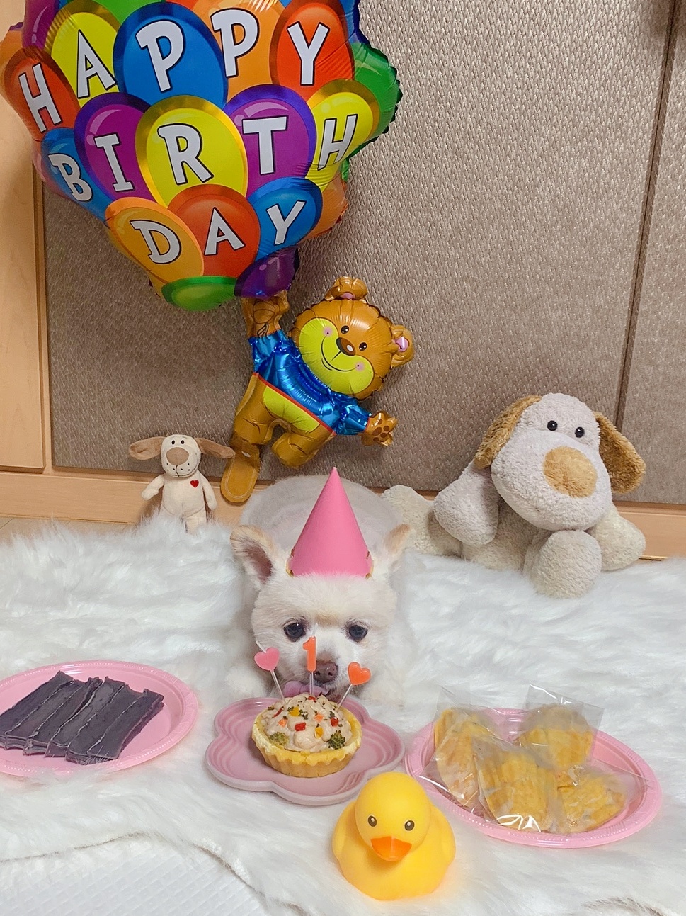 레이(구, 육곤이) 입양 1년 되었어요~