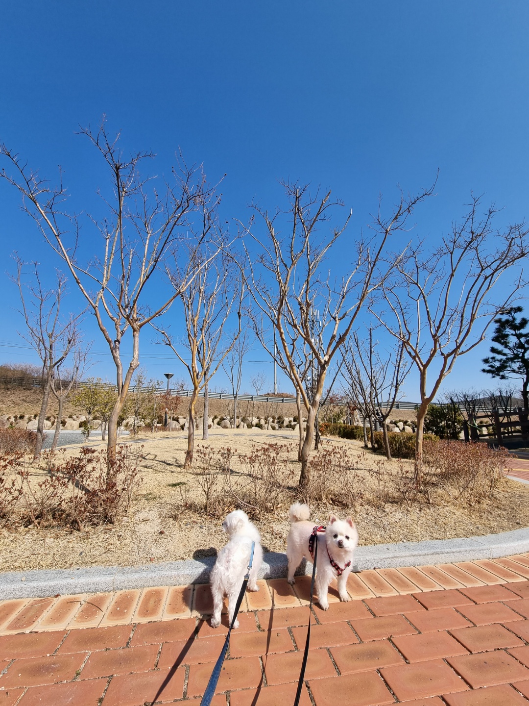 레이(구, 육곤이) 입양 1년 되었어요~